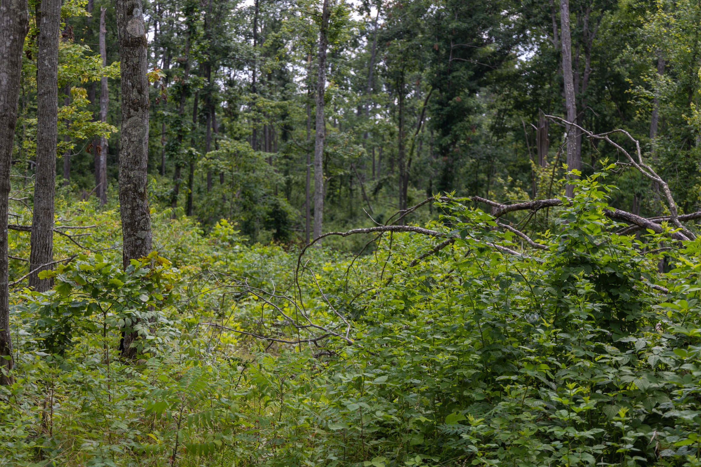 Creek Hollow Phase II Tract 60 photo 8