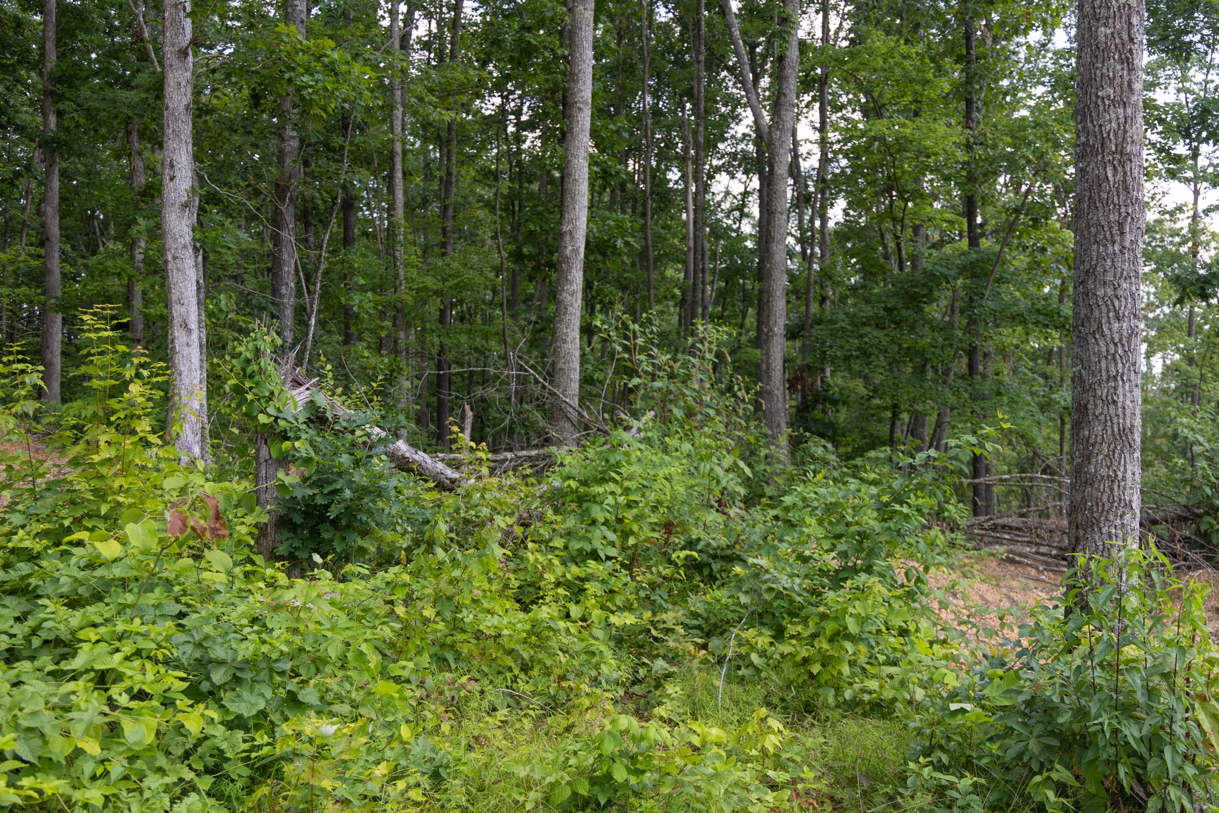 Creek Hollow Phase II Tract 61 photo 8