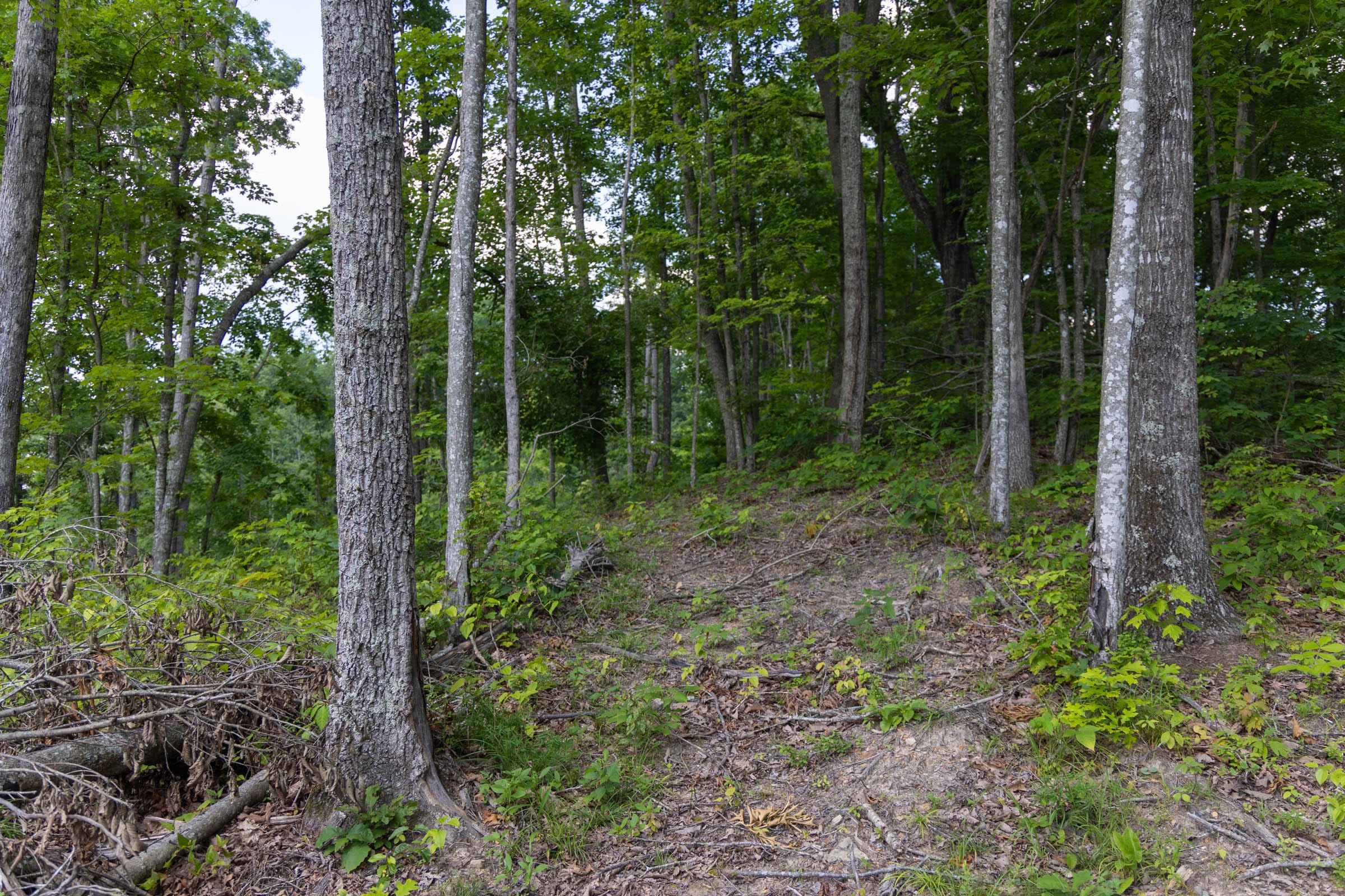 Creek Hollow Phase II Tract 61 photo 1