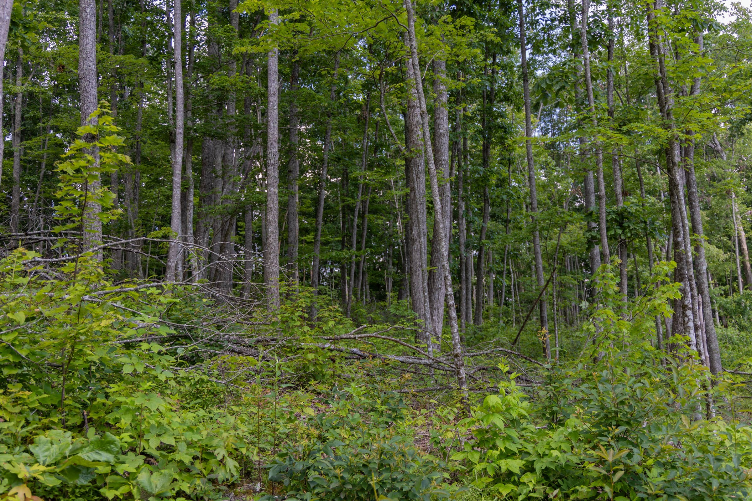Creek Hollow Phase II Tract 61 photo 5