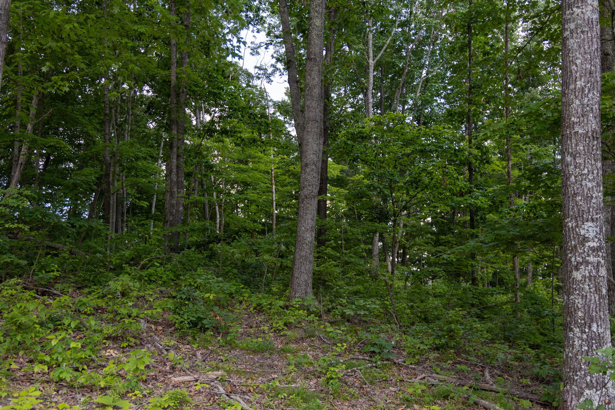 Creek Hollow Phase II Tract 61 photo 3