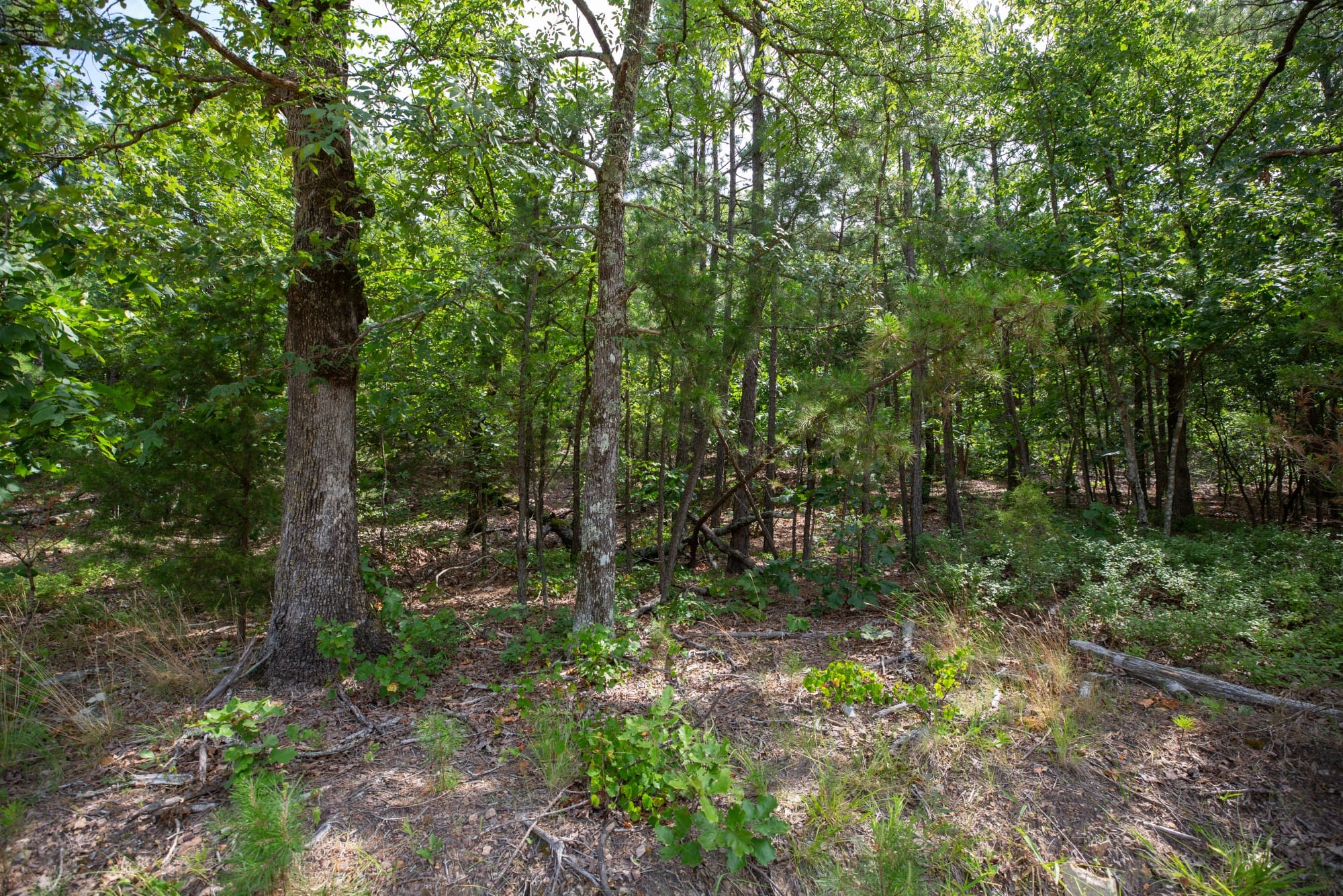 Eagle’s Nest Tract 37 photo 9