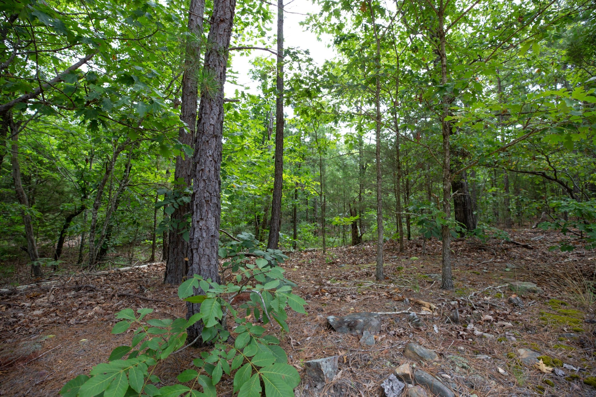 Eagle’s Nest Tract 37 photo 14