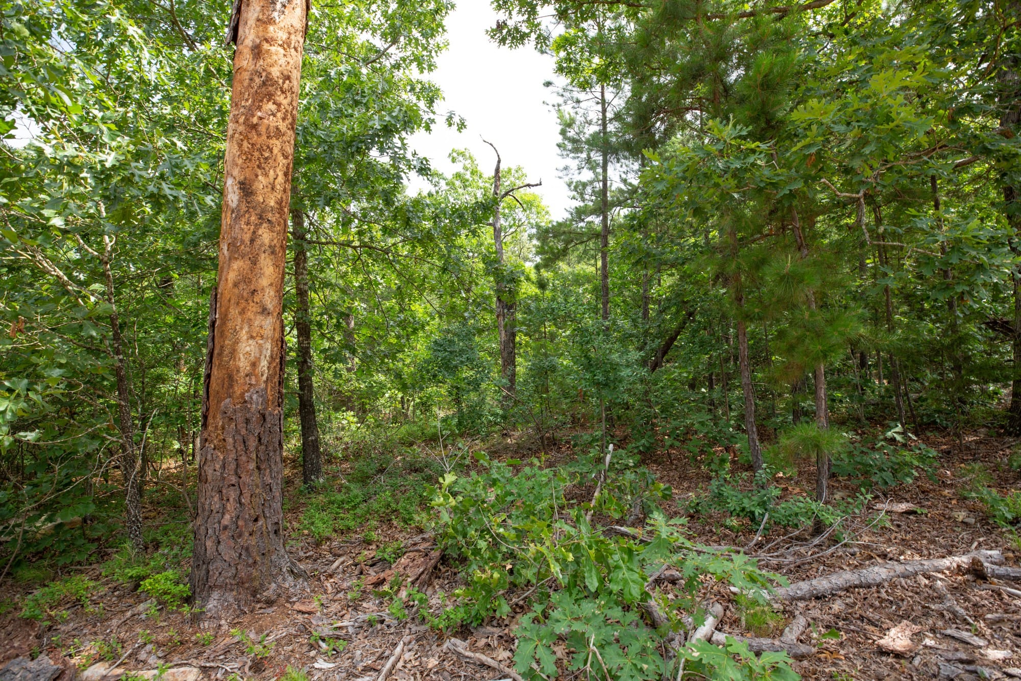 Eagle’s Nest Tract 37 photo 19