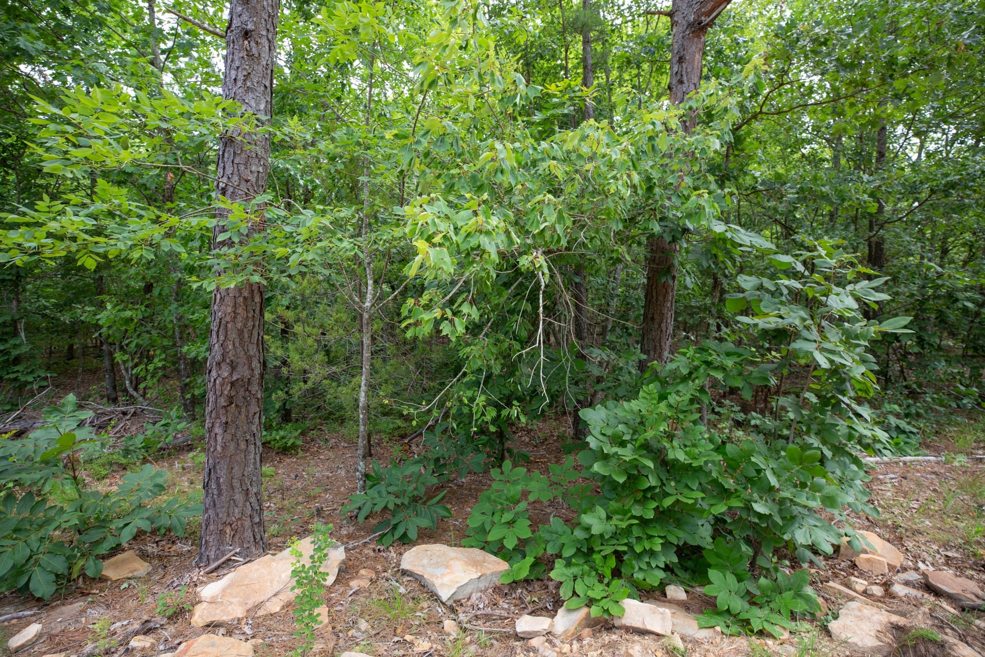 Eagle’s Nest Tract 37 photo 20