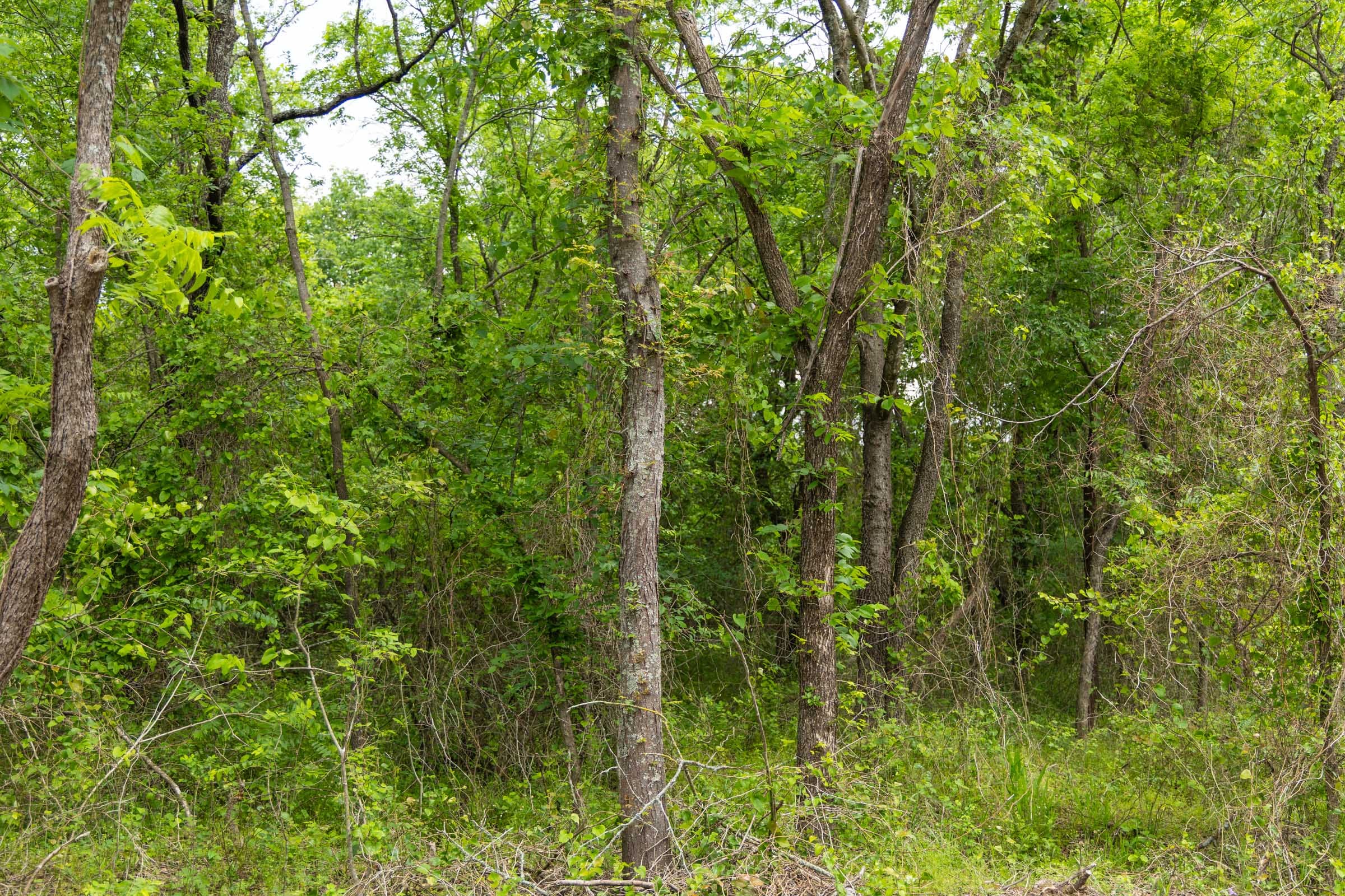 Harmony Hills Tract 9 photo 6