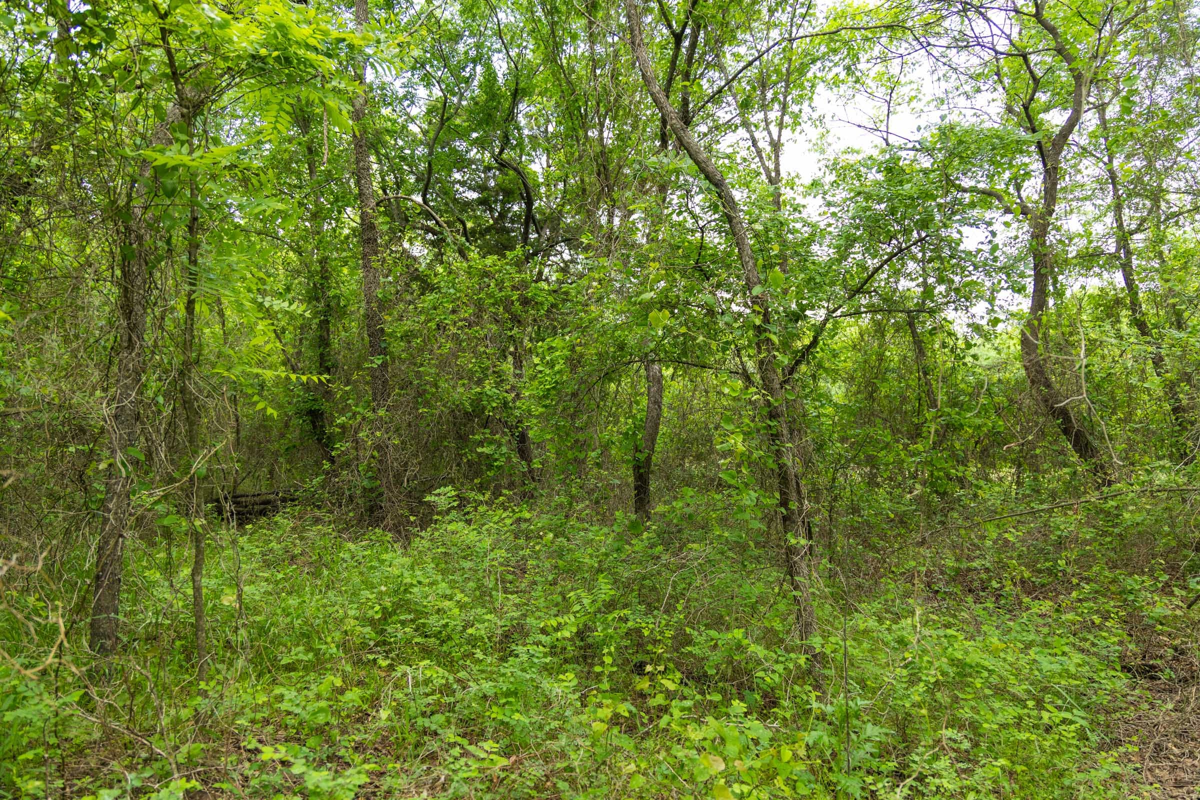 Harmony Hills Tract 9 photo 12