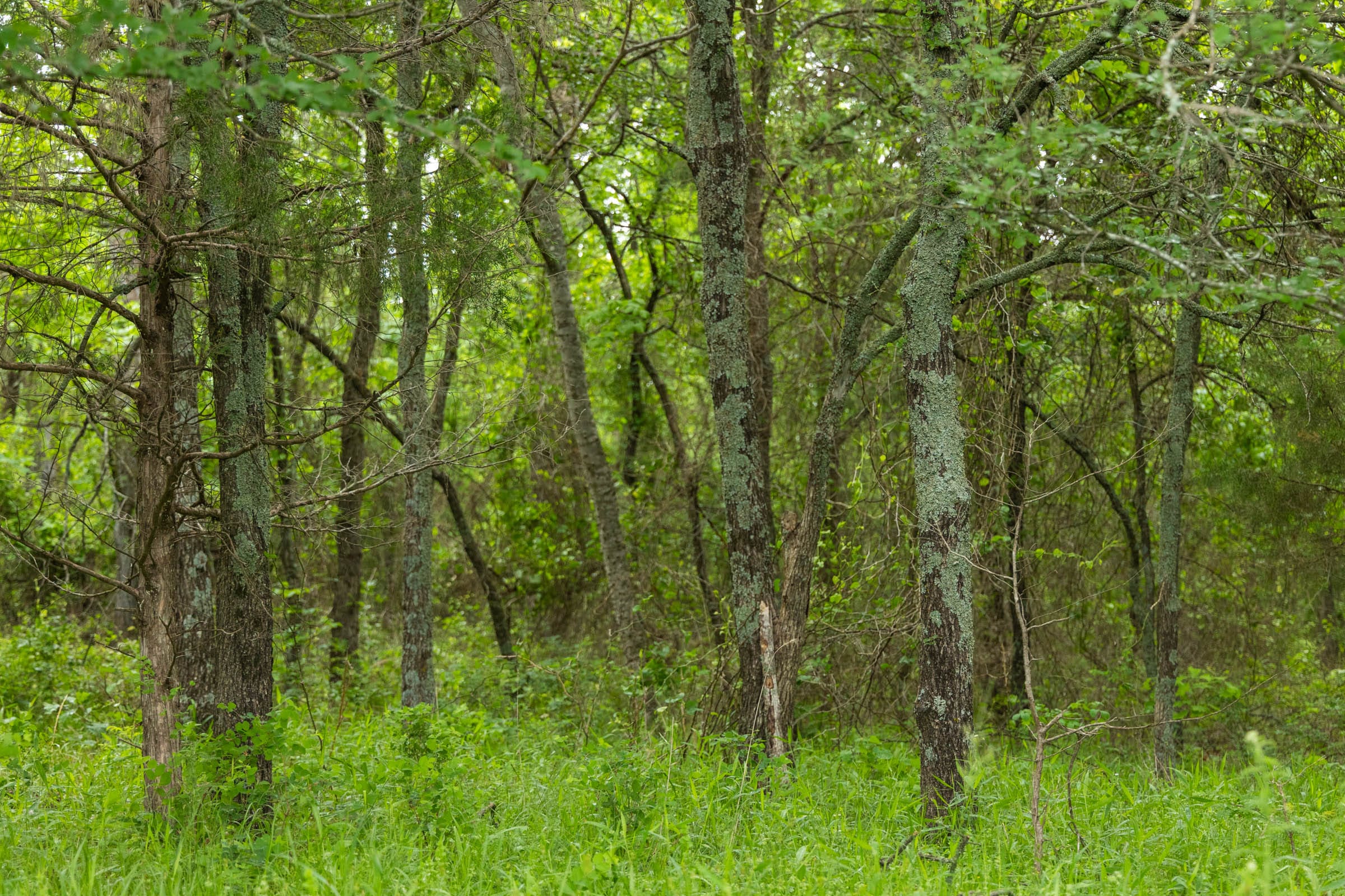 Harmony Hills Tract 9 photo 4