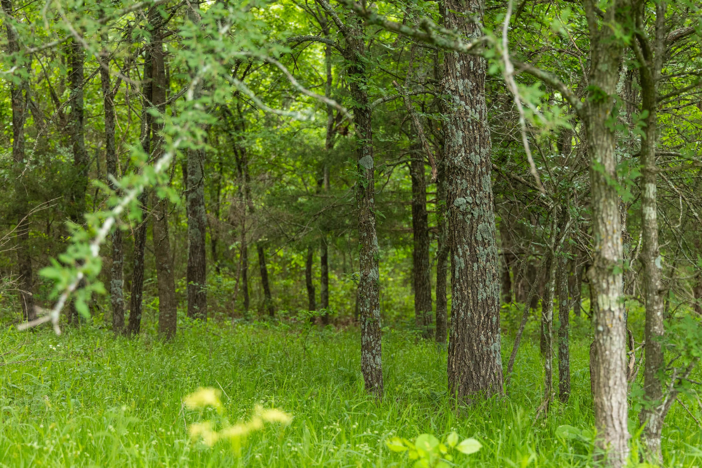 Harmony Hills Tract 9 photo 7
