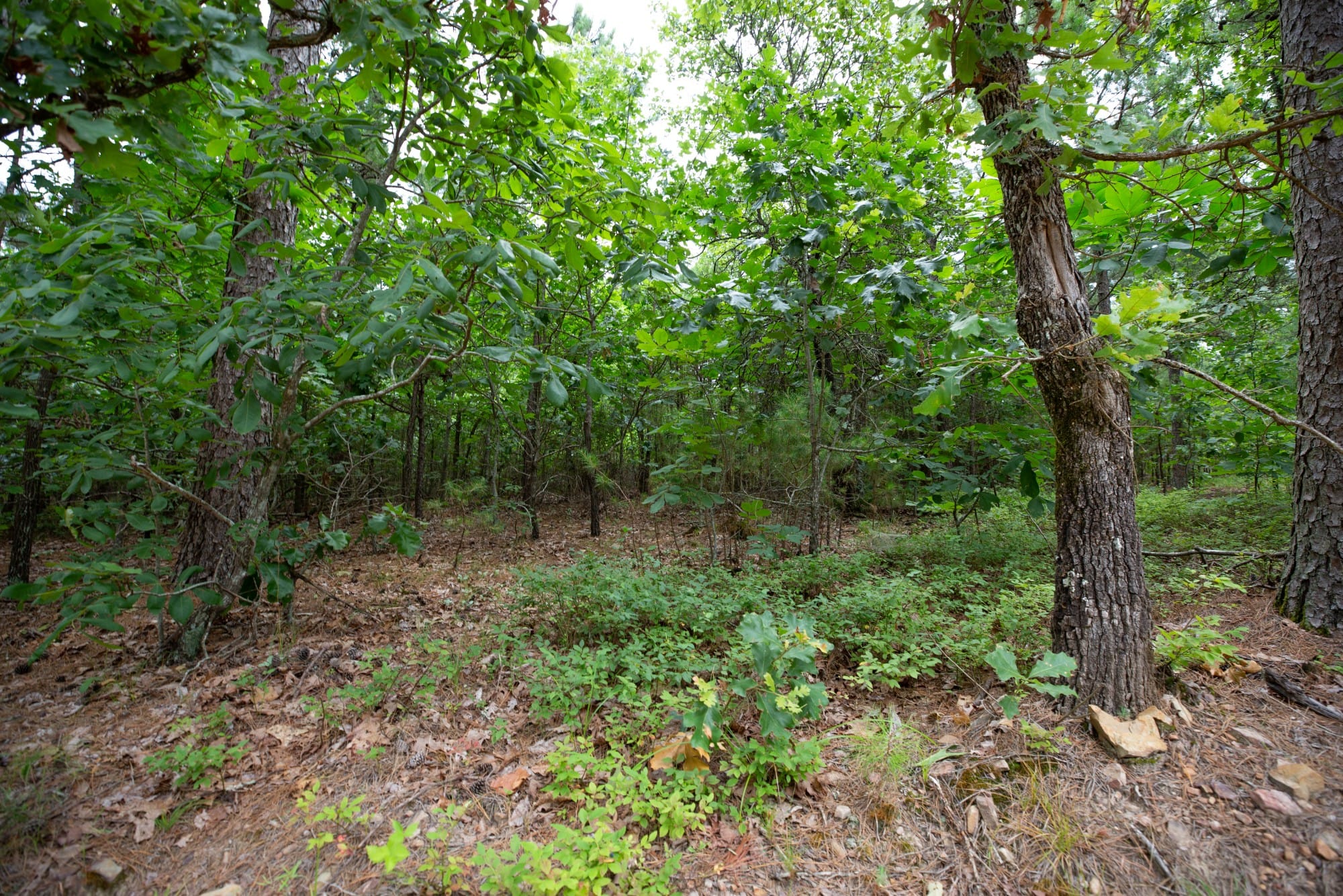 Eagle’s Nest Tract 63 photo 2