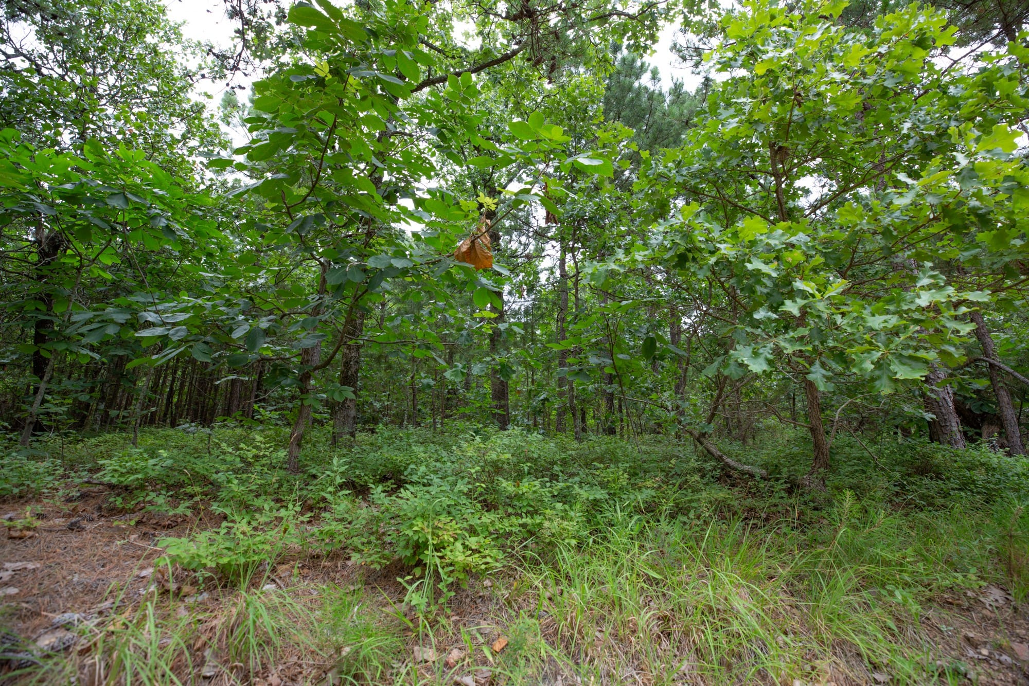 Eagle’s Nest Tract 63 photo 3