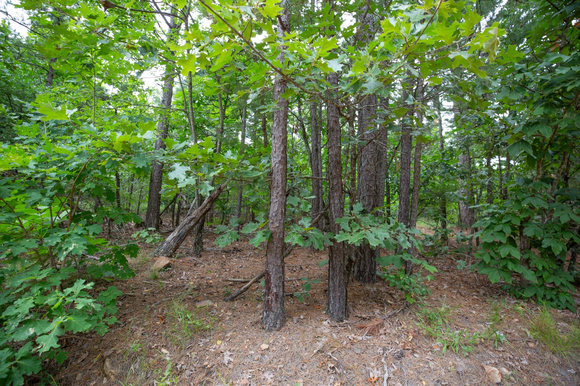 Eagle’s Nest Tract 63 photo 6