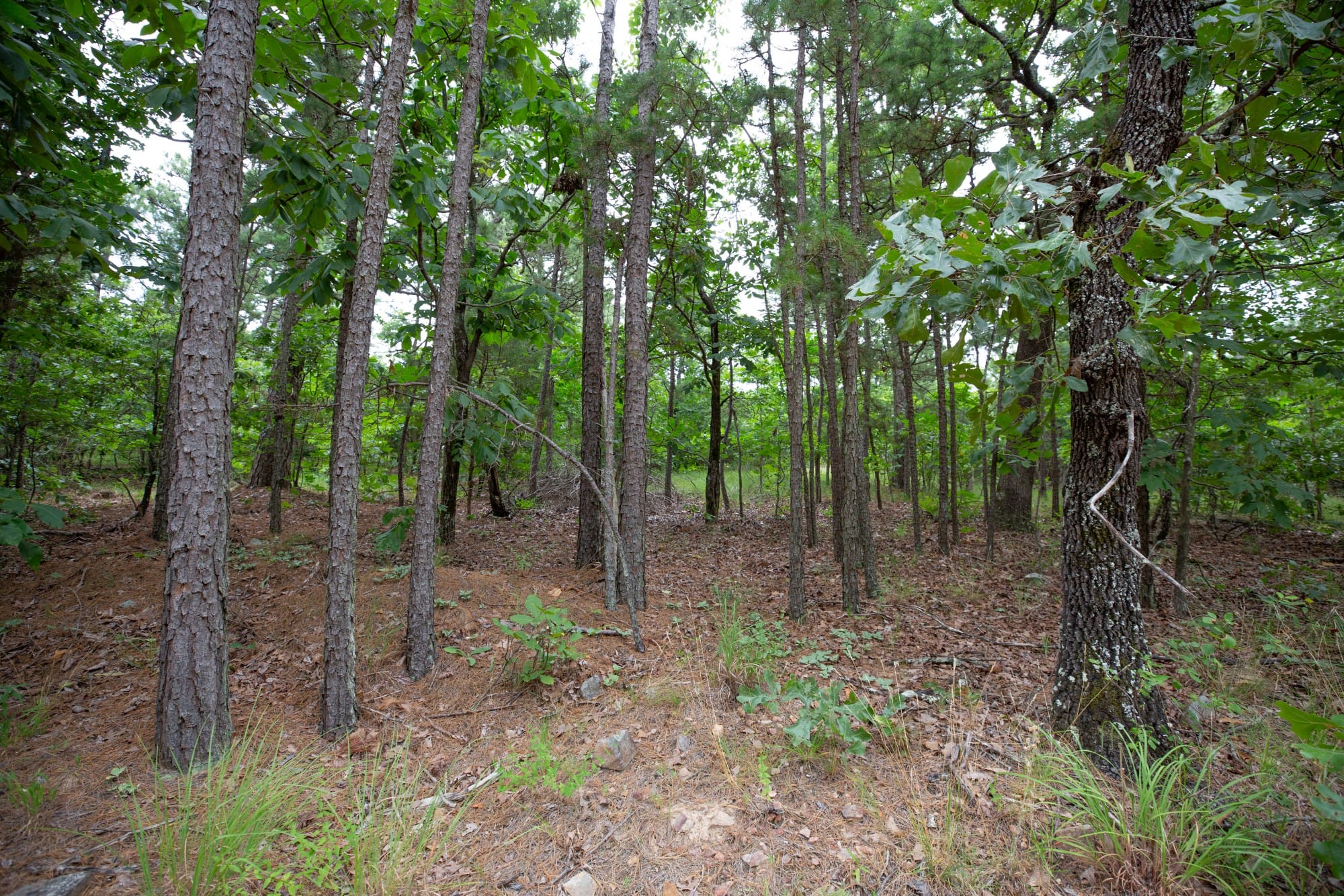 Eagle’s Nest Tract 63 photo 8