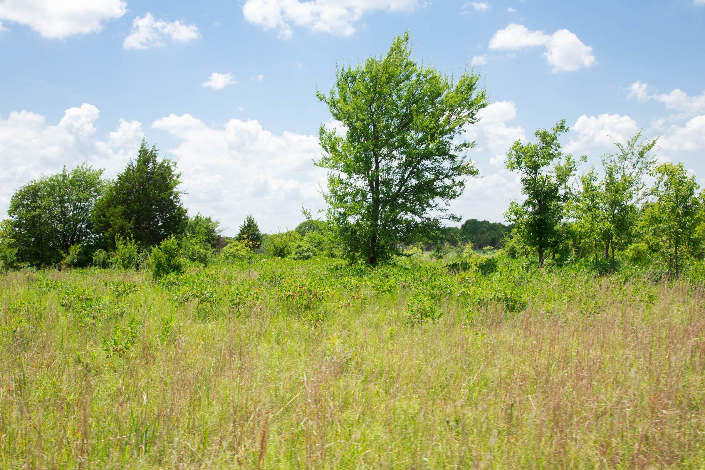 Deep Fork Ranch Tract 24 photo 8