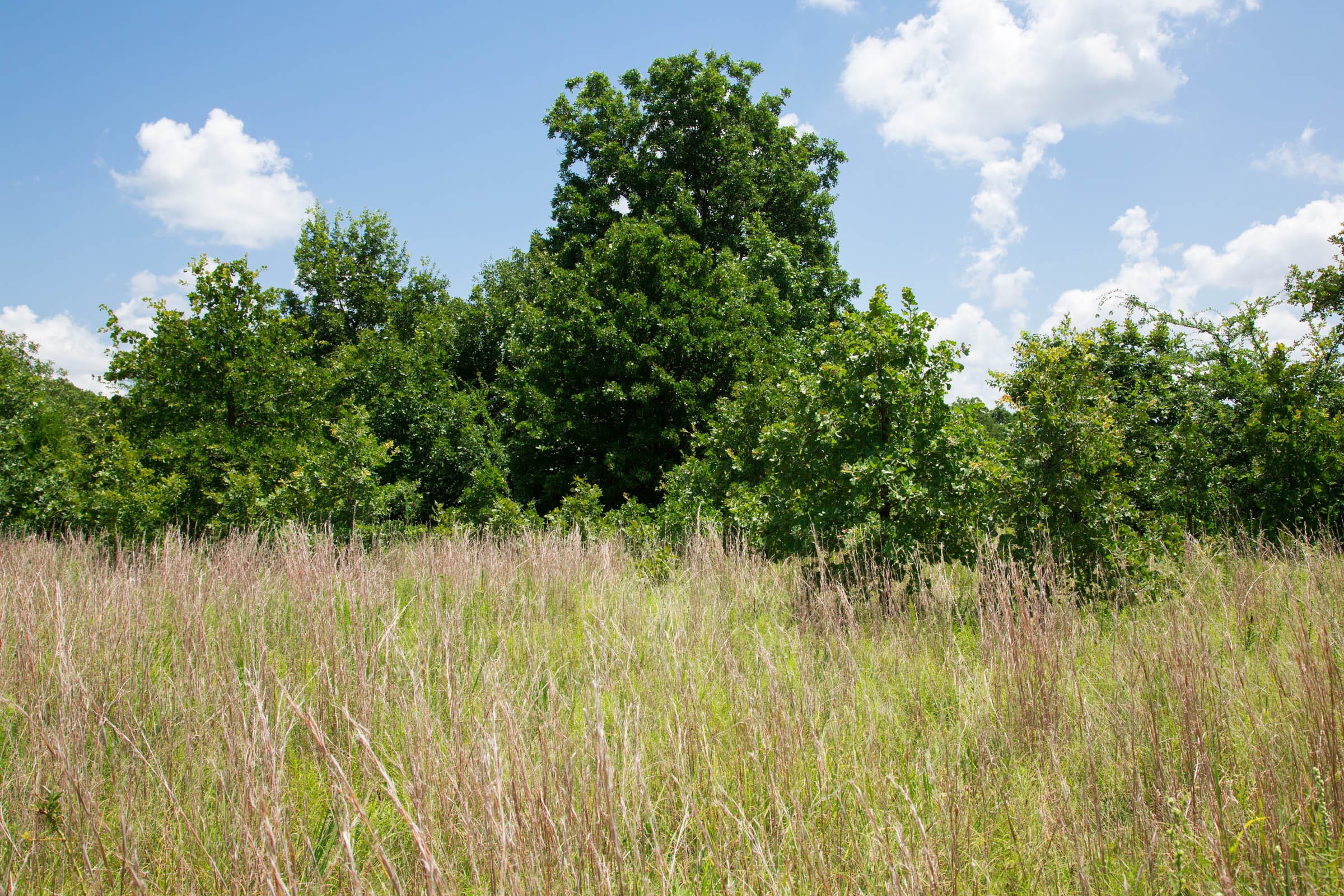 Deep Fork Ranch Tract 24 photo 9