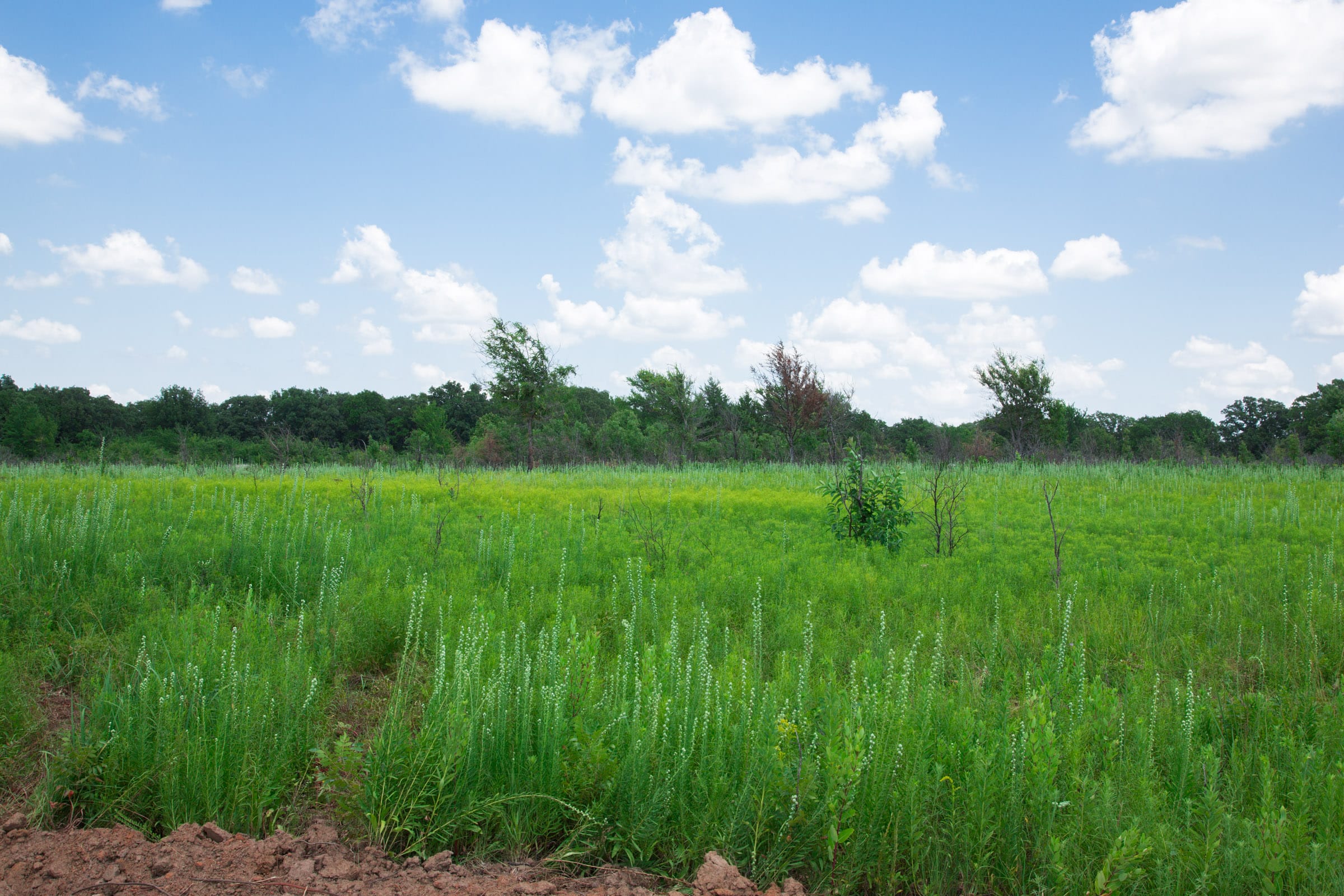 Deep Fork Ranch Tract 24 photo 15