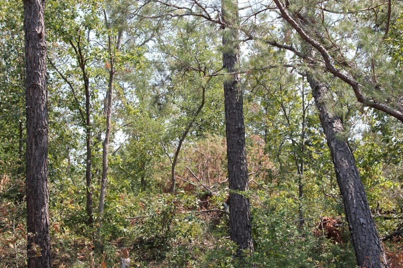 Lake View Ranch Tract 10 photo 2