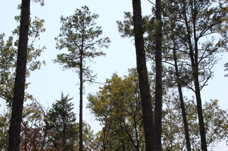 Lake View Ranch Tract 10 photo 3