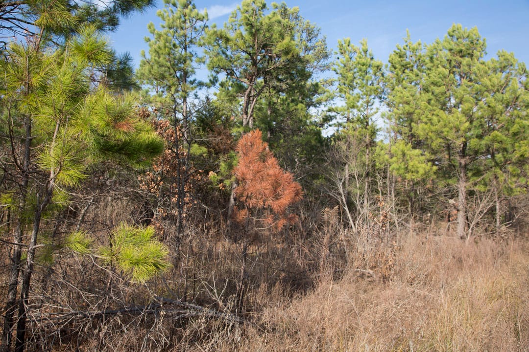Stone Creek Phase III Tract 82 photo 6