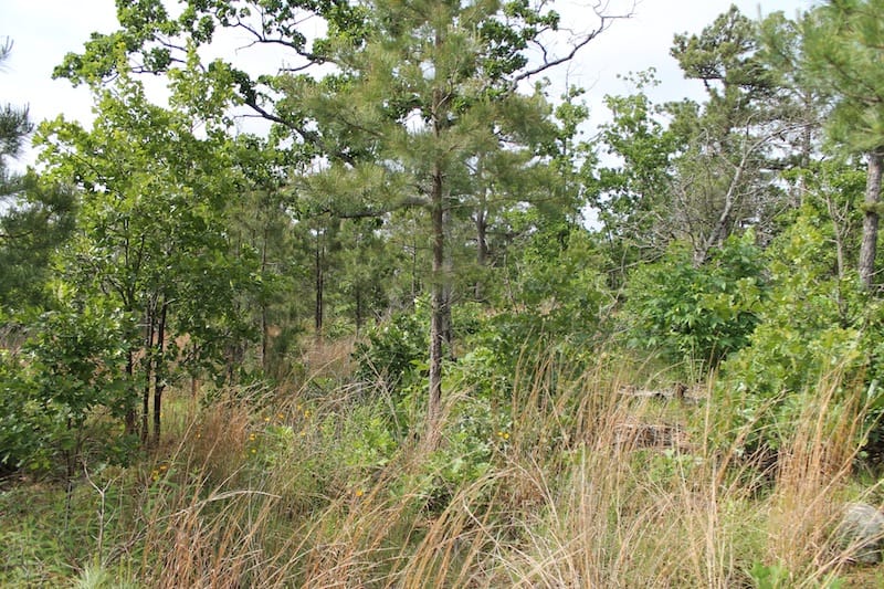 Indian Ridge – Phase II Tract 71 photo 2