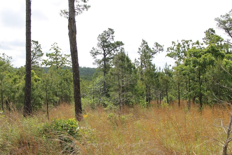 Indian Ridge – Phase II Tract 71 photo 3
