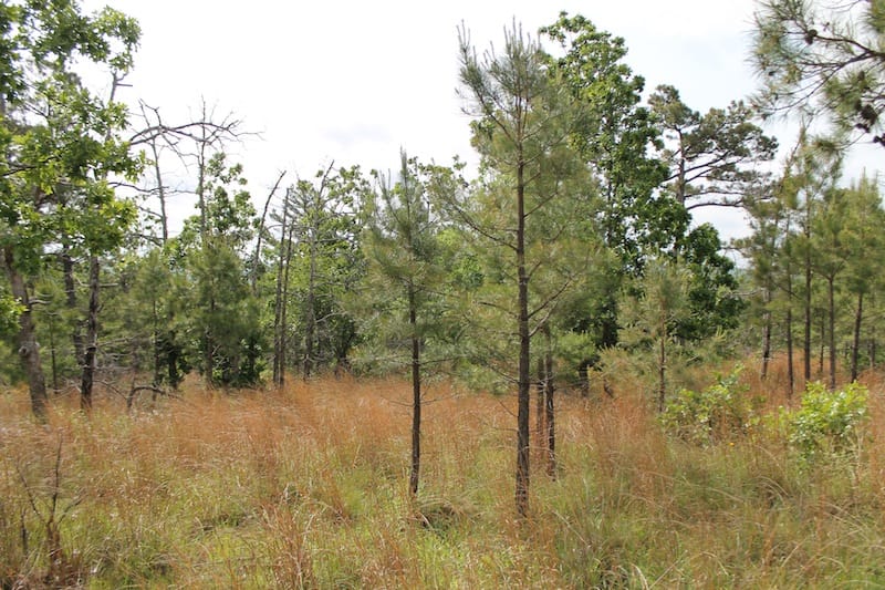 Indian Ridge – Phase II Tract 71 photo 6