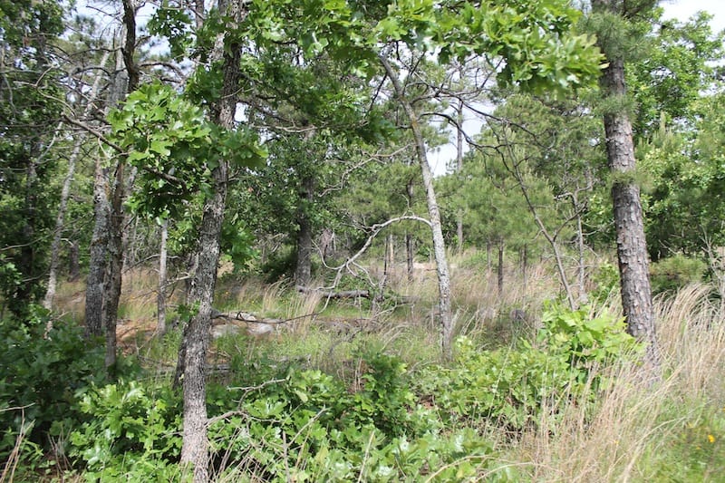 Indian Ridge – Phase II Tract 71 photo 8