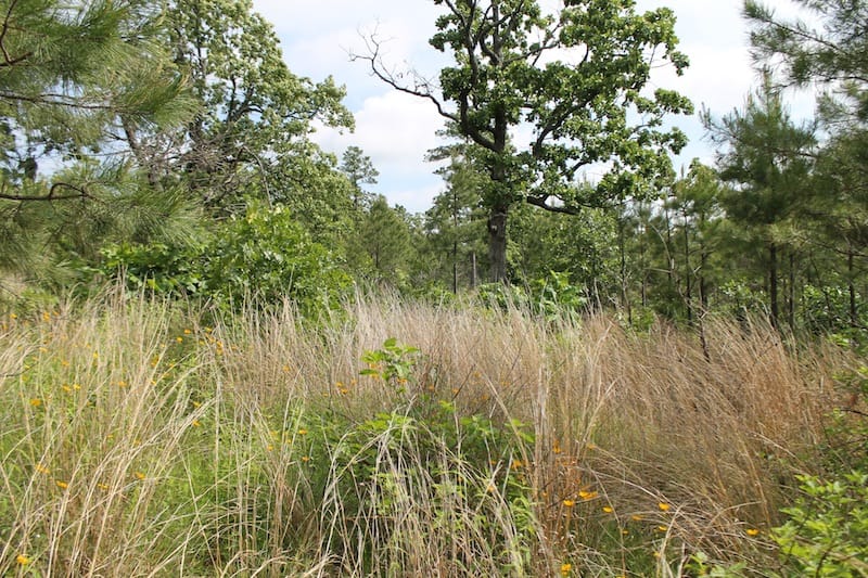 Indian Ridge – Phase II Tract 71 photo 9