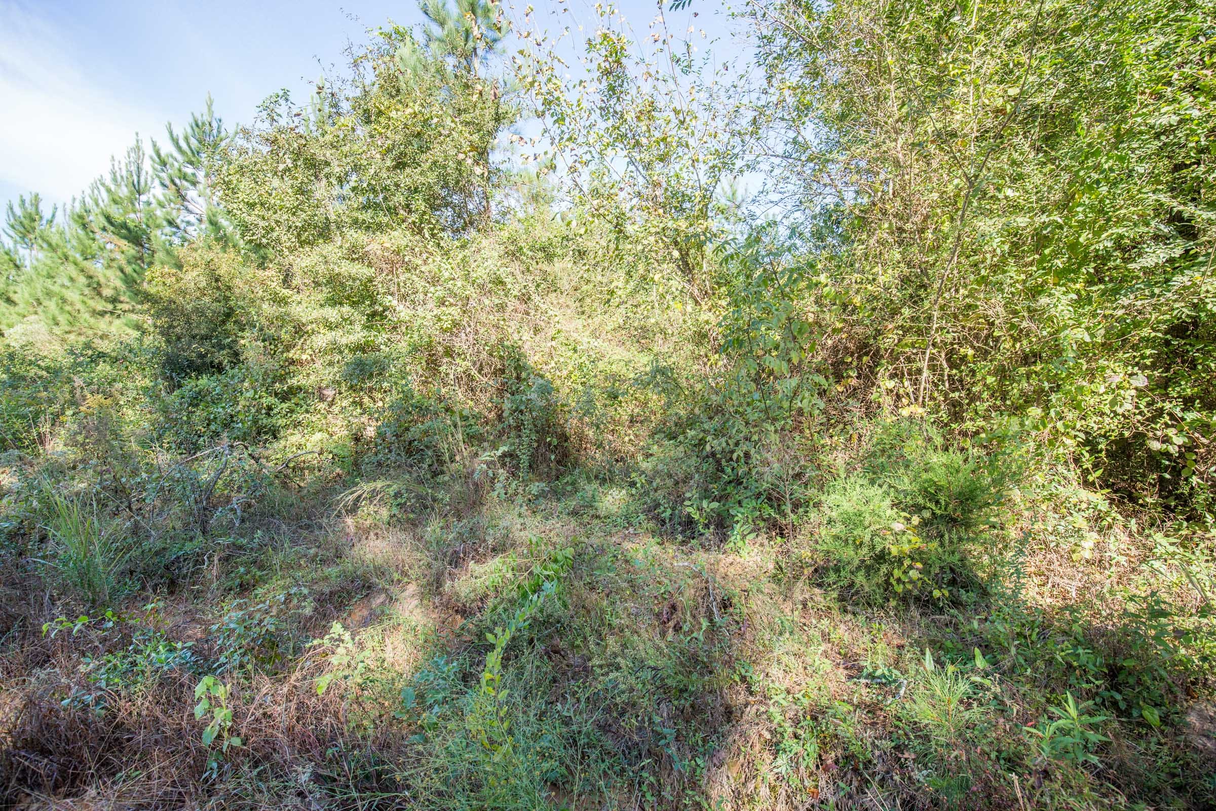 Brentwood Tract 6 photo 2