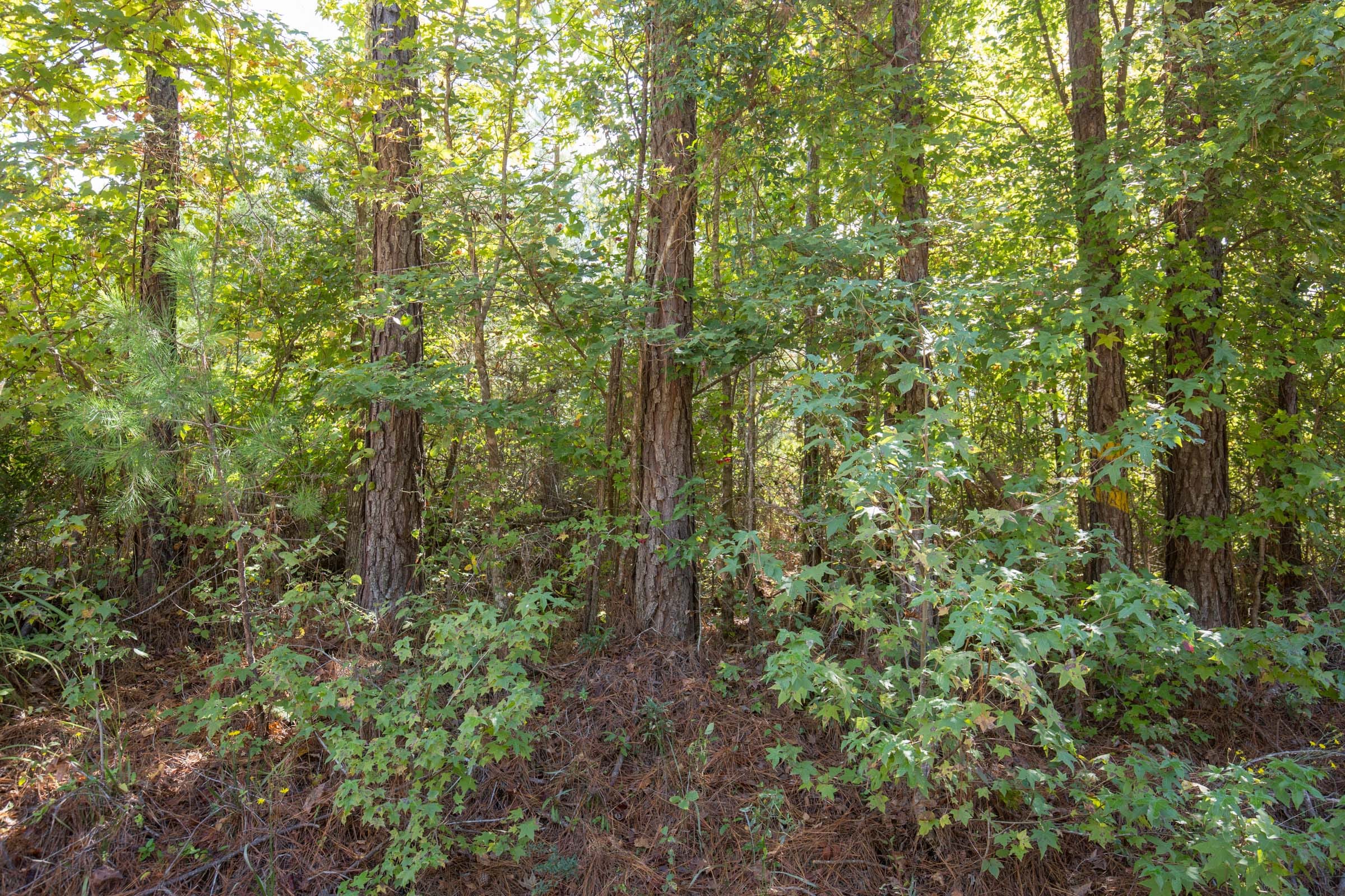 Brentwood Tract 6 photo 3