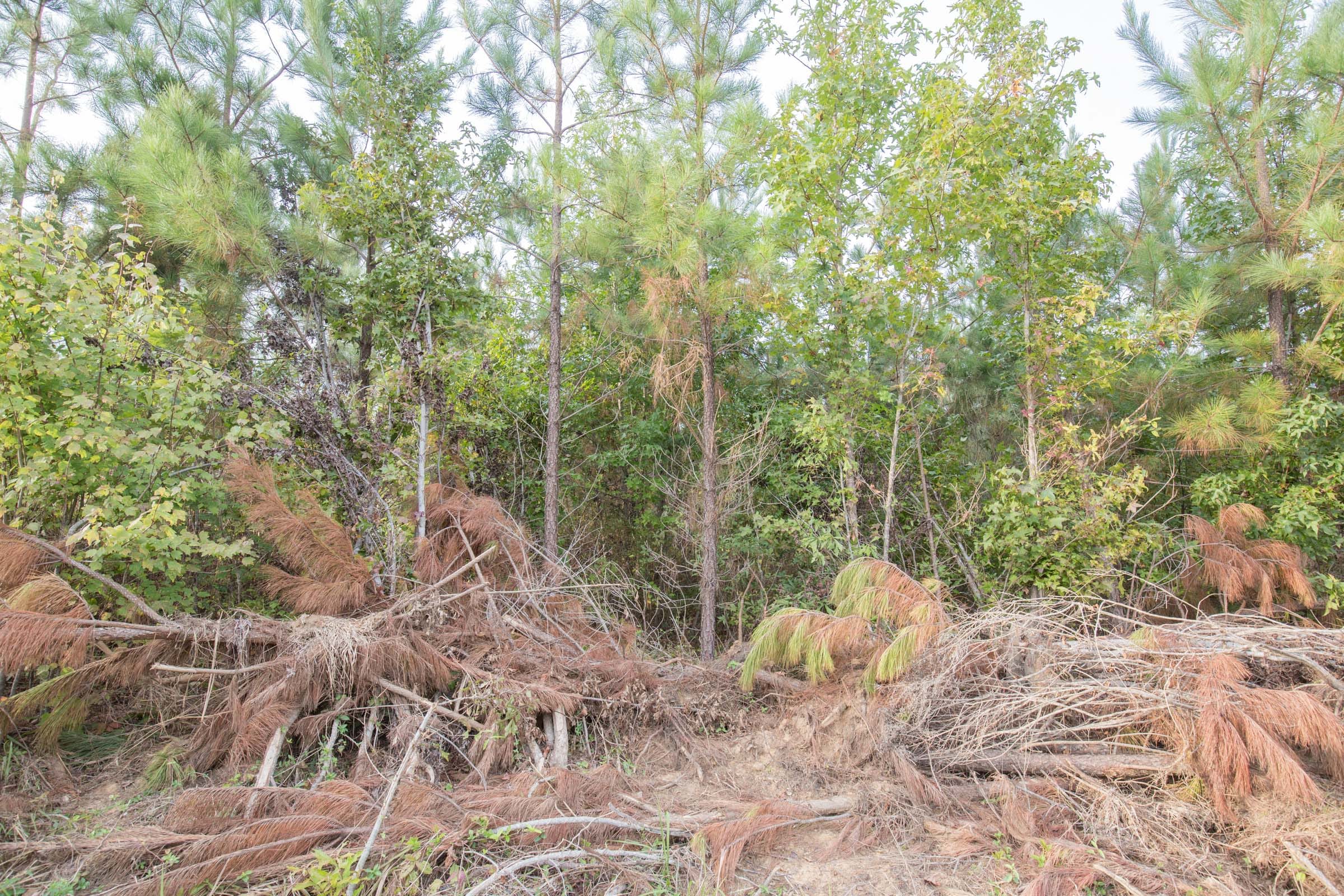 Brentwood Tract 6 photo 5