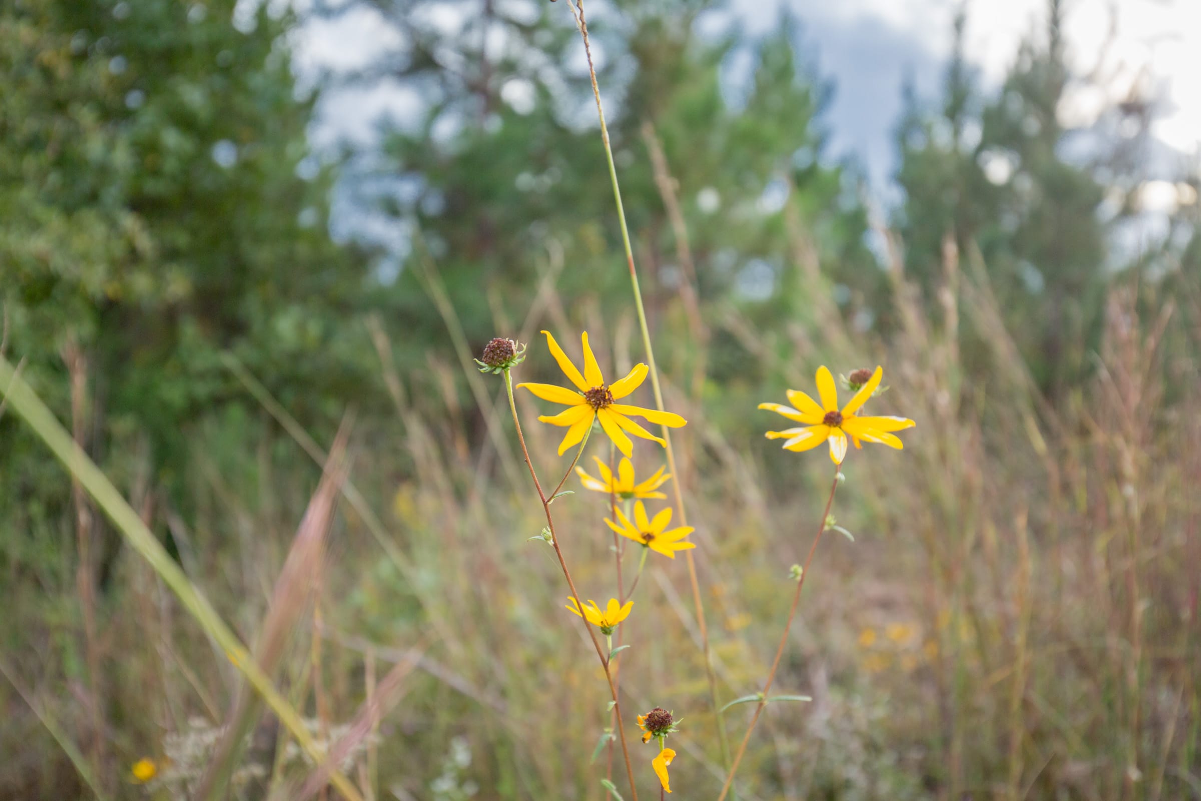 Brentwood Tract 6 photo 7