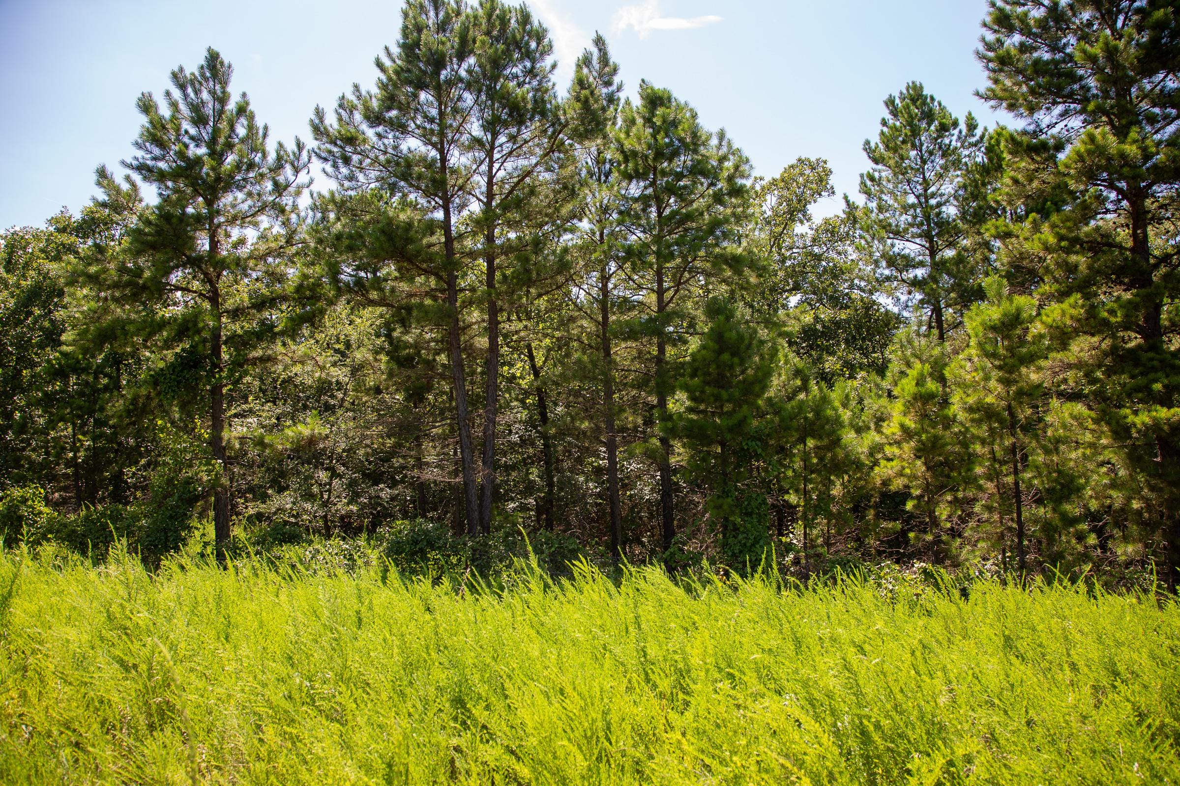 Tyler Stone Ranch Tract 13 photo 9
