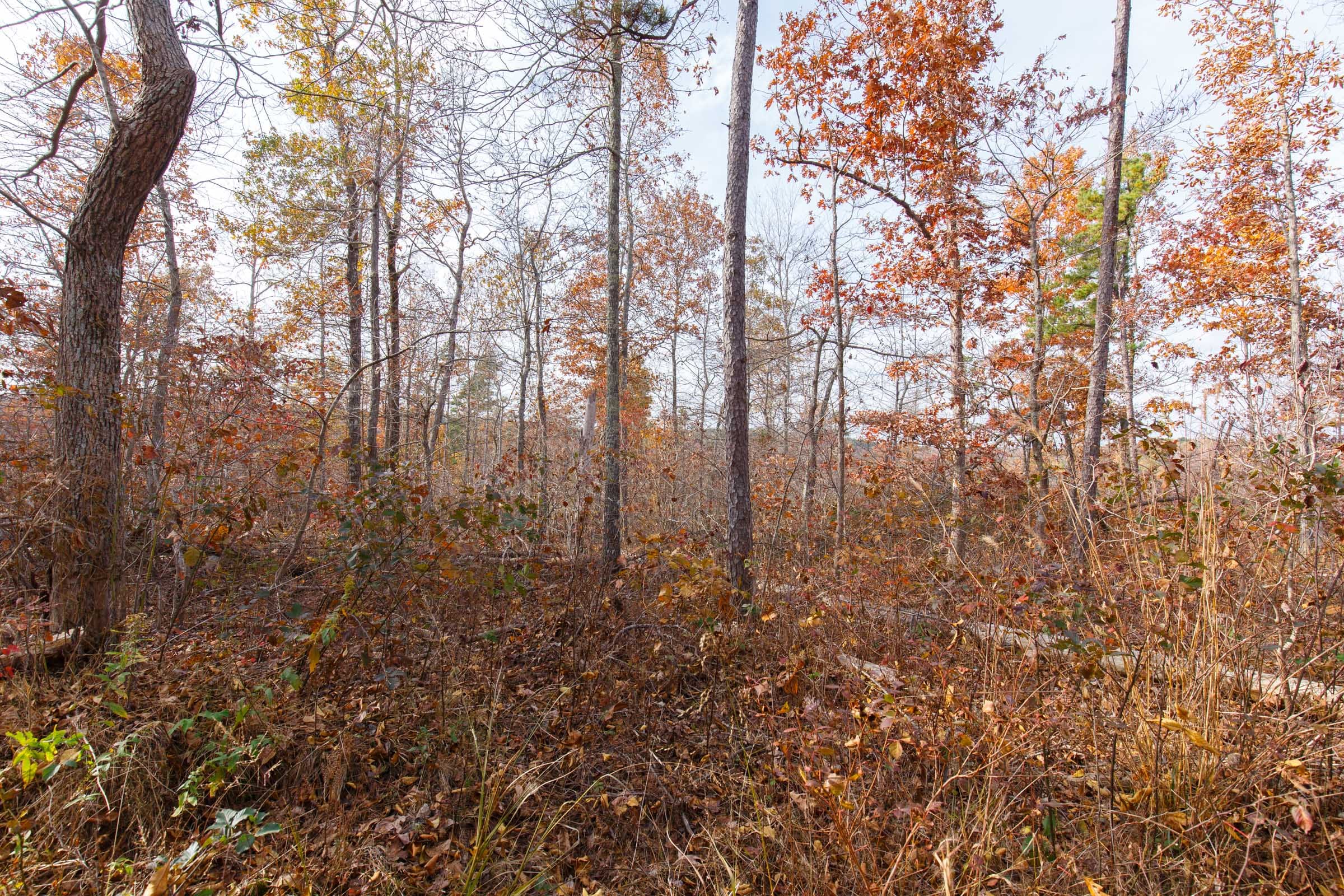 Hawkcrest Tract 42 photo 3