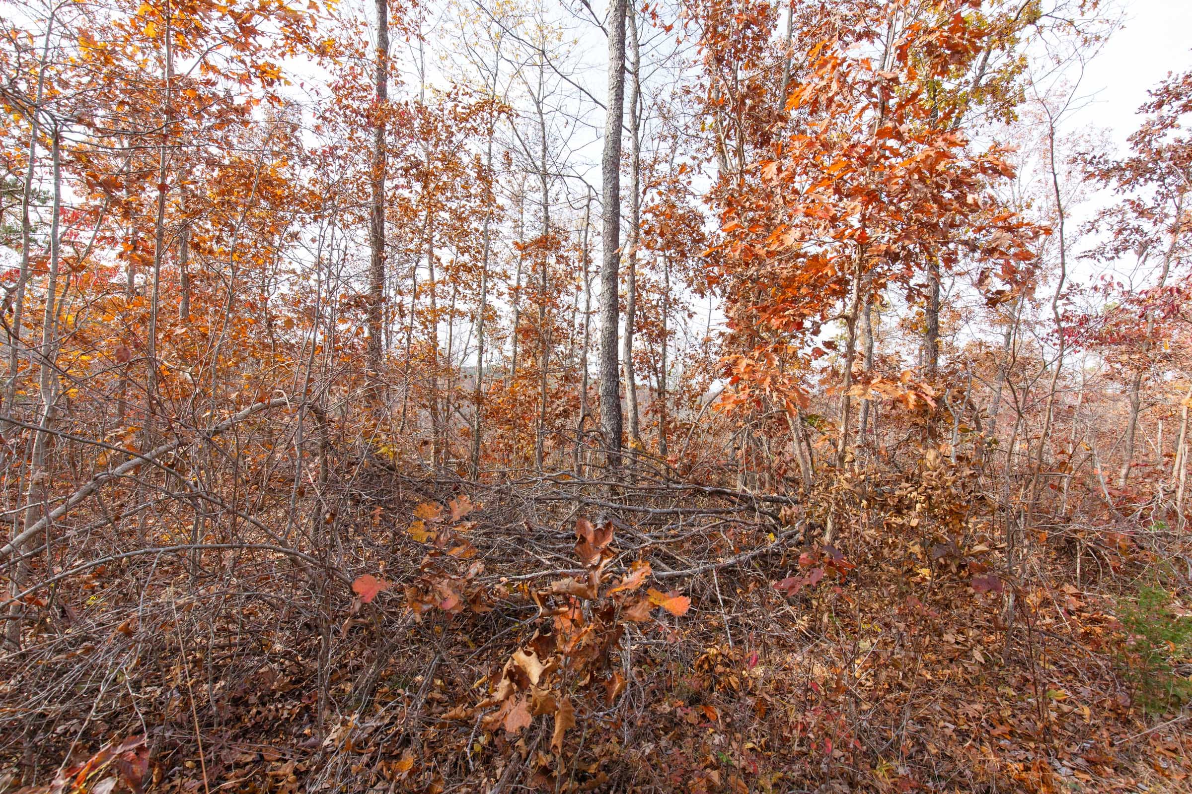 Hawkcrest Tract 42 photo 7