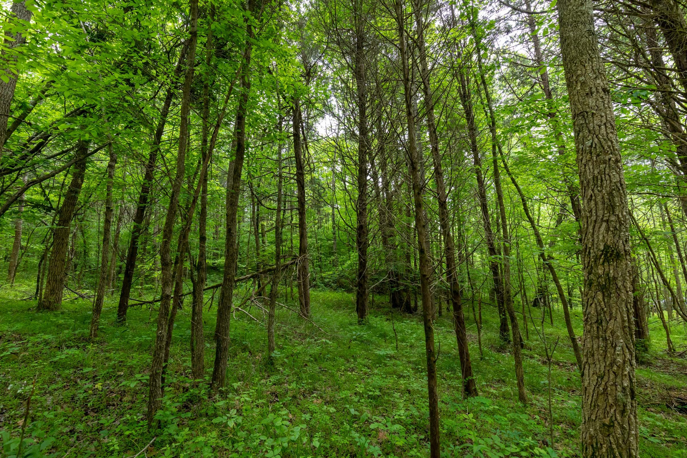 Cedar Creek Tract 32 photo 2