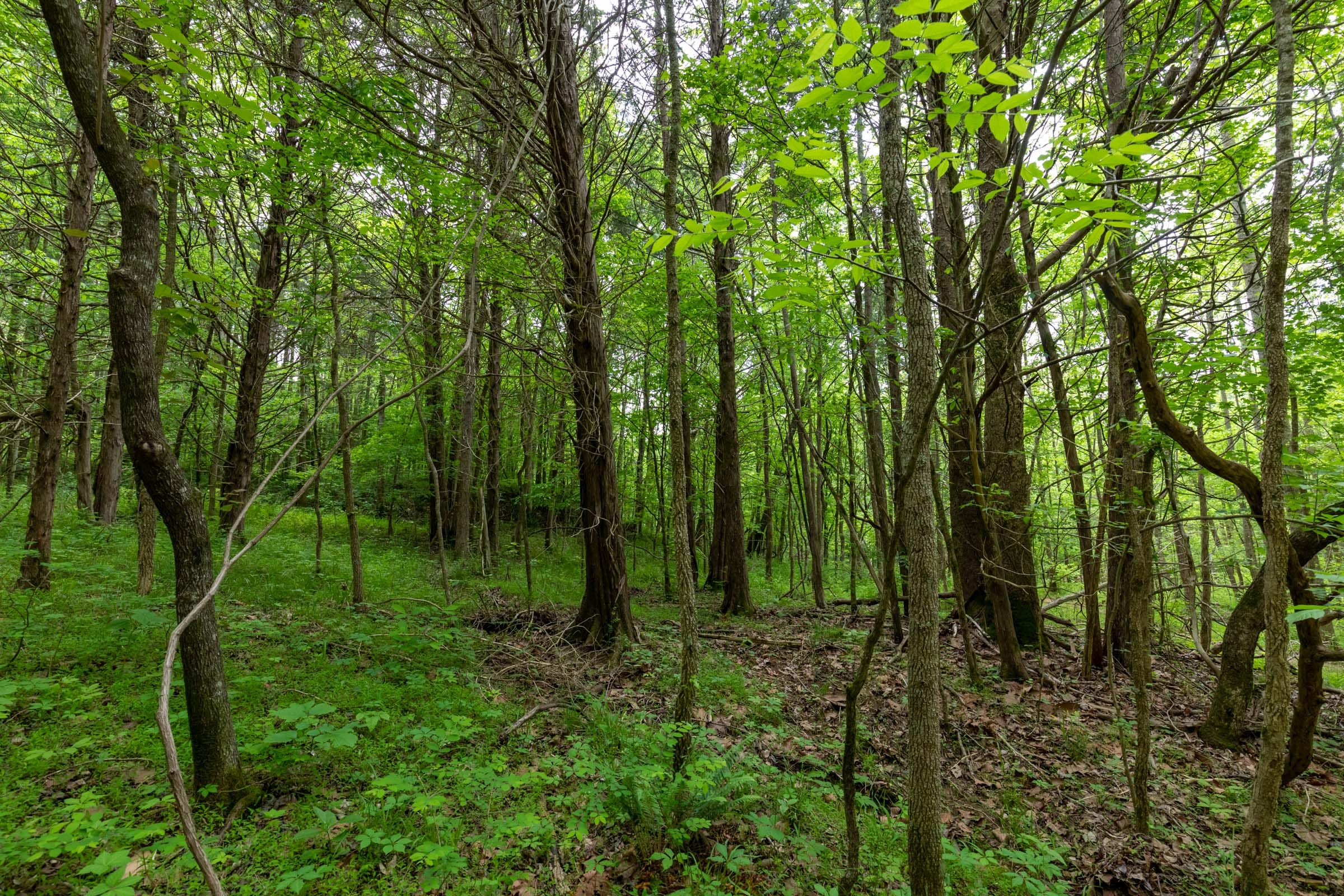 Cedar Creek Tract 32 photo 3