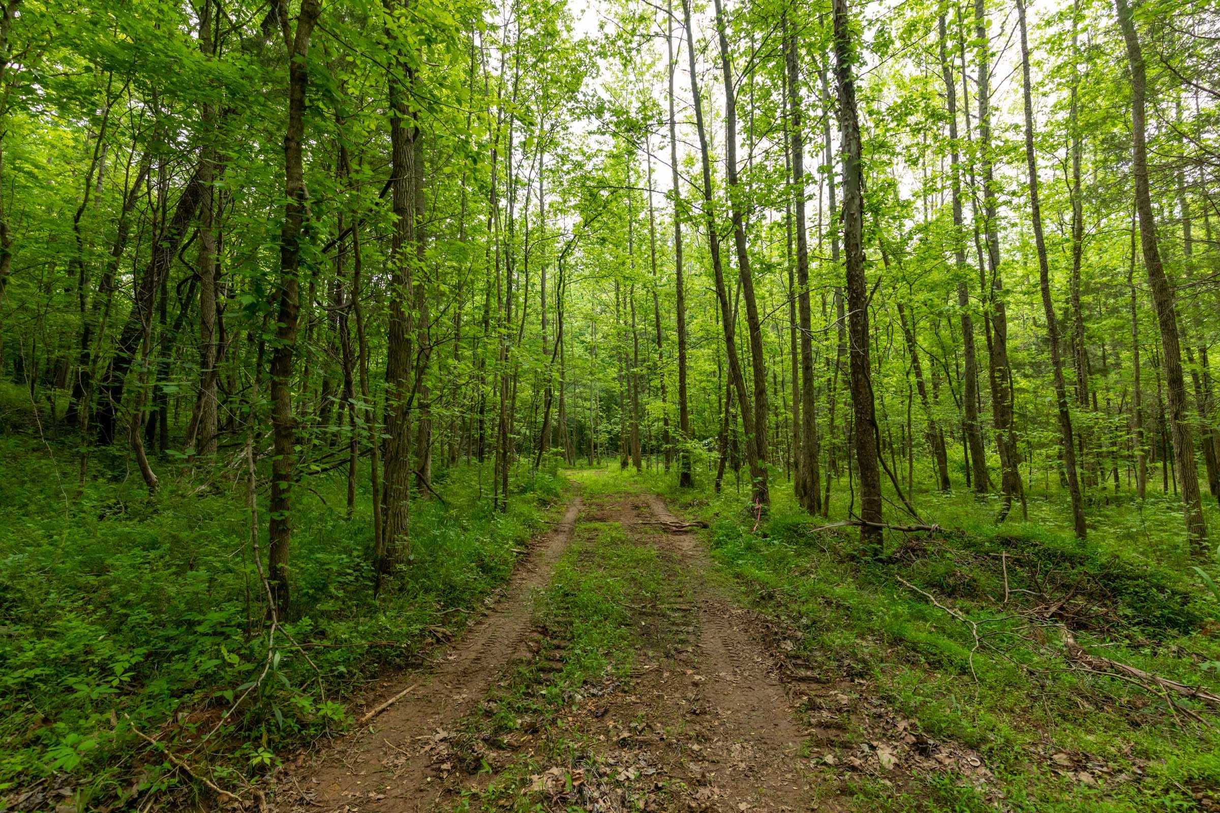 Cedar Creek Tract 32 photo 6