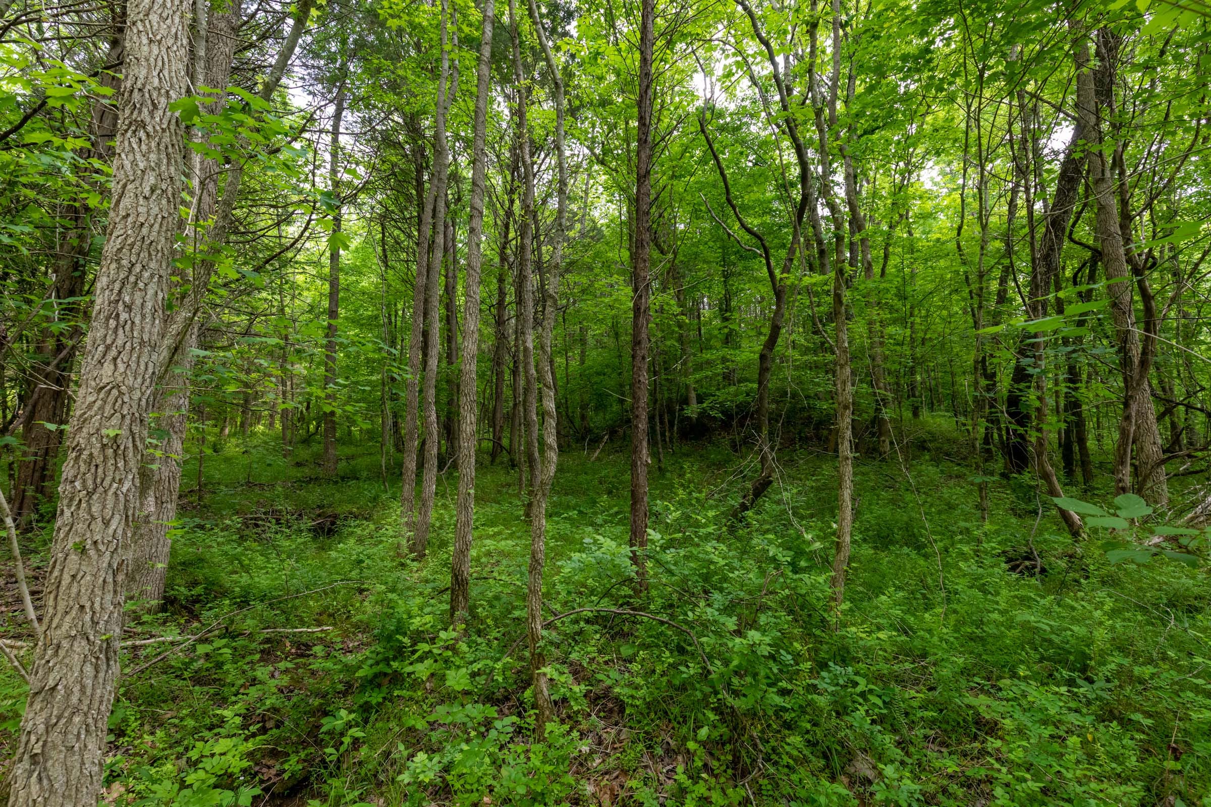 Cedar Creek Tract 32 photo 4