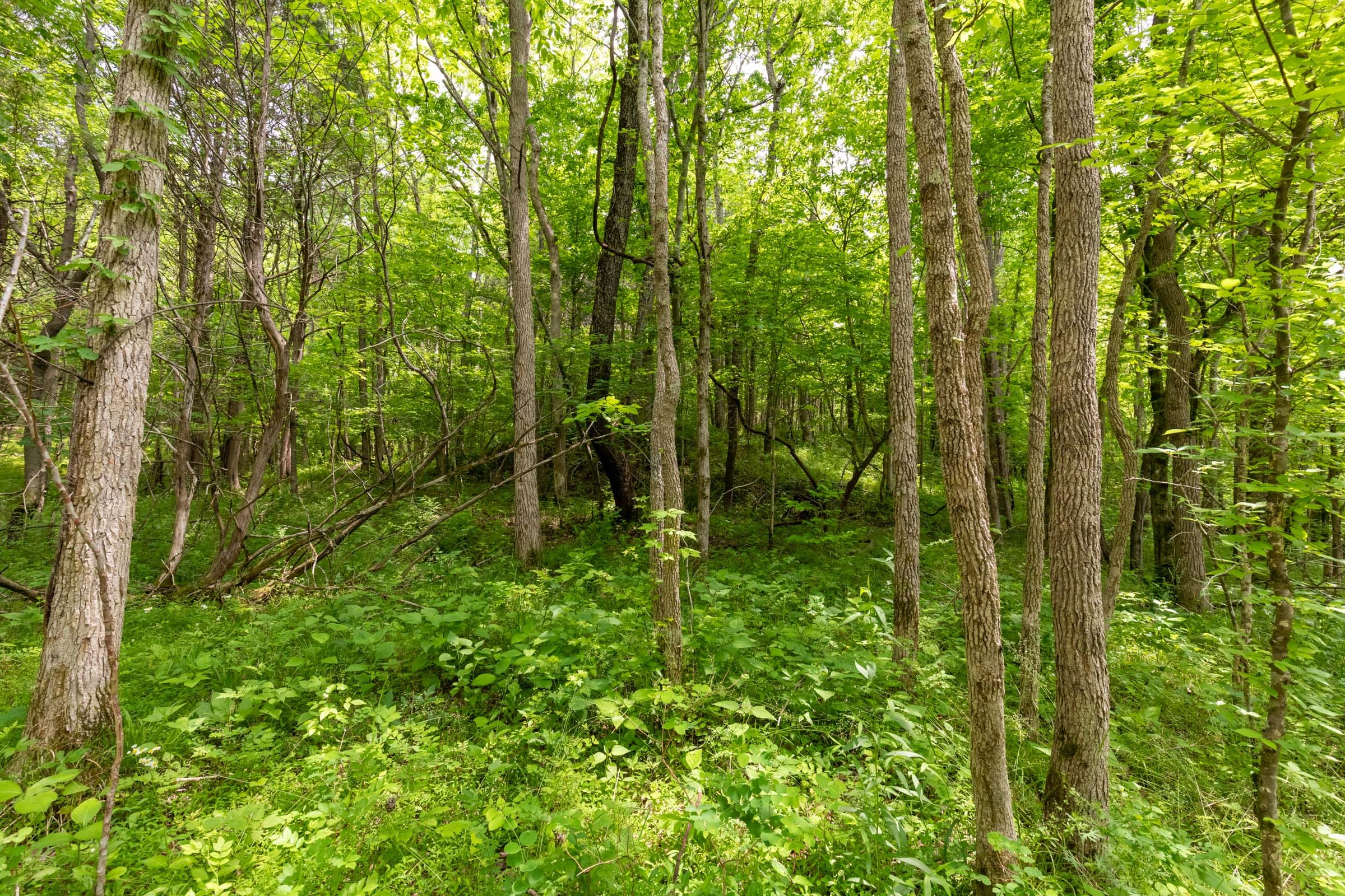 Cedar Creek Tract 32 photo 5