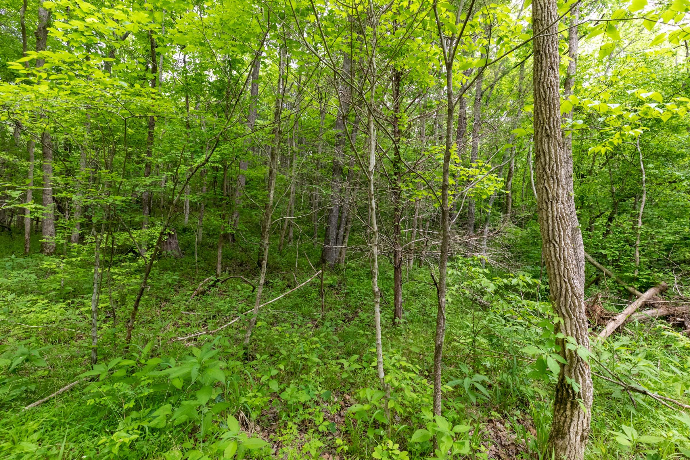 Cedar Creek Tract 32 photo 7