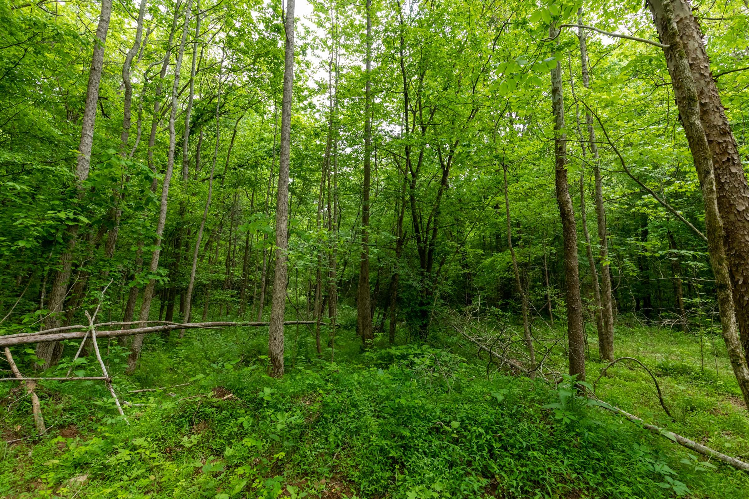 Cedar Creek Tract 32 photo 8