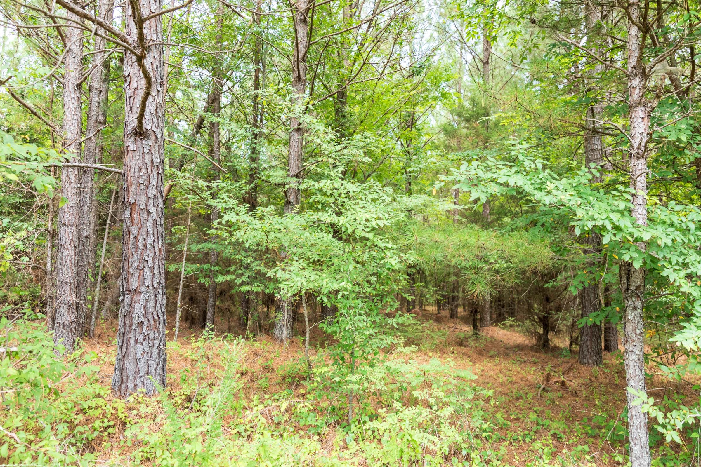 Whiskey Ridge Tract 53 photo 6