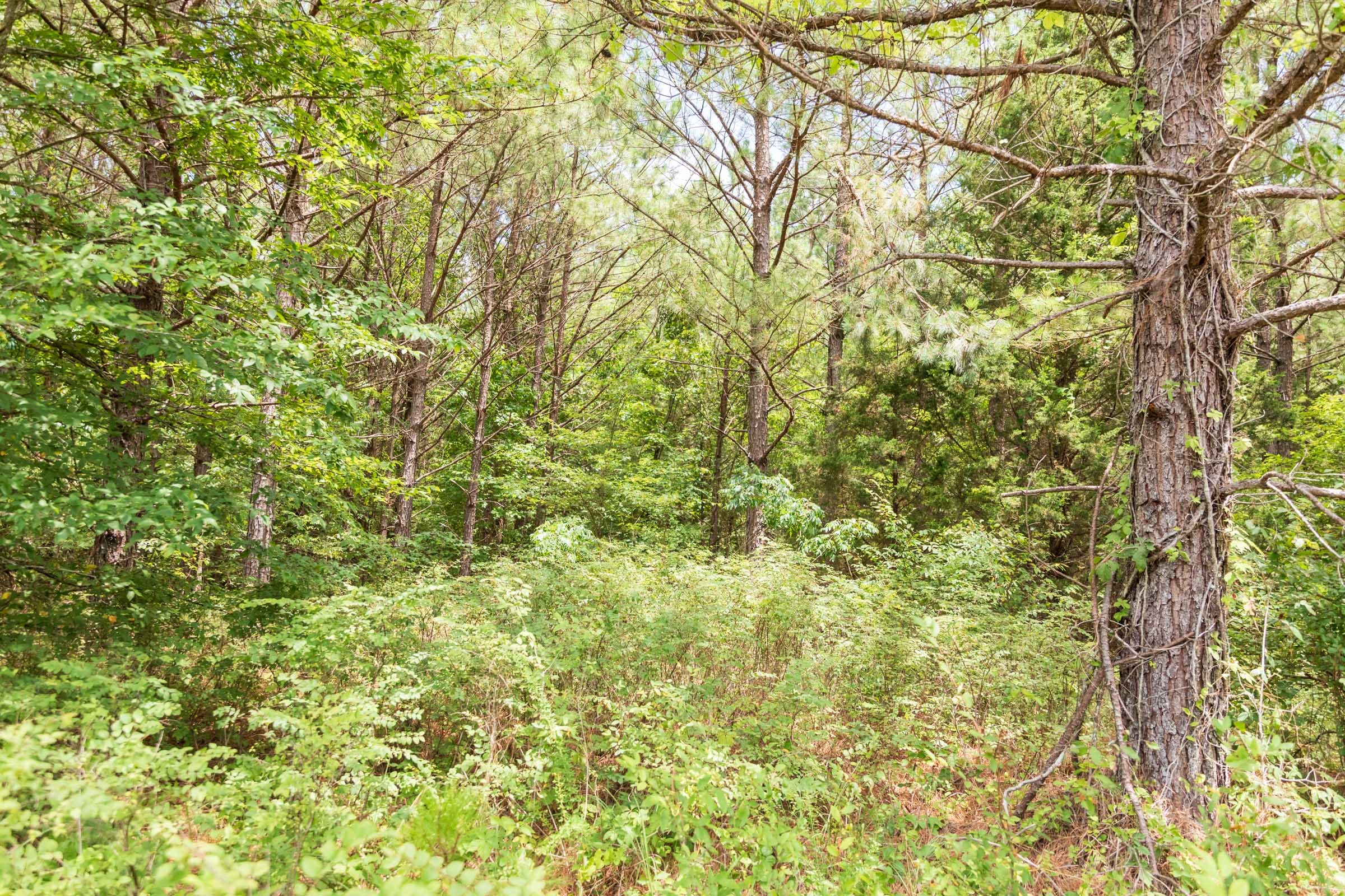 Whiskey Ridge Tract 53 photo 7