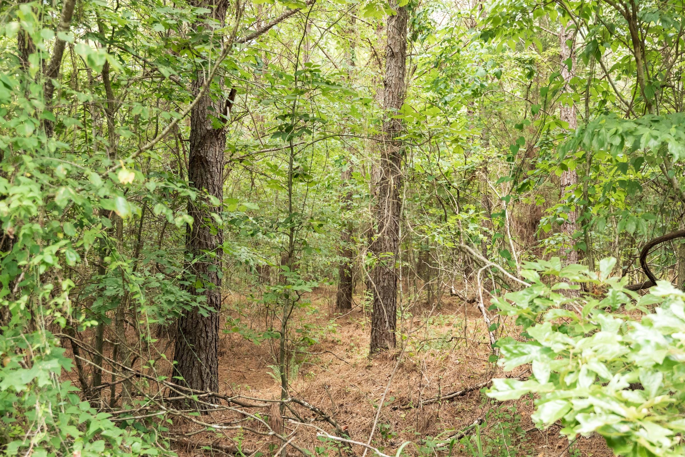 Whiskey Ridge Tract 53 photo 9