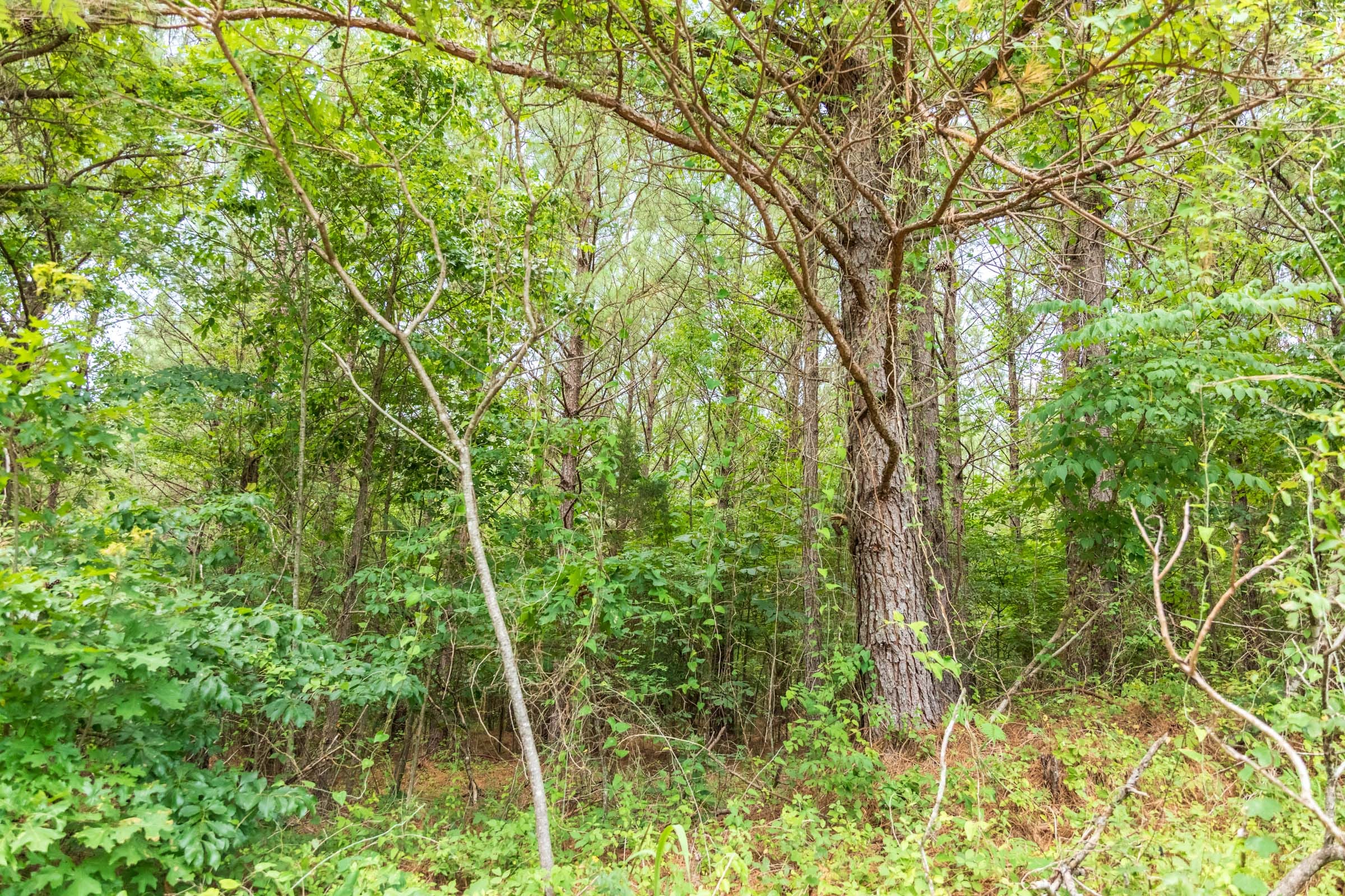 Whiskey Ridge Tract 53 photo 10