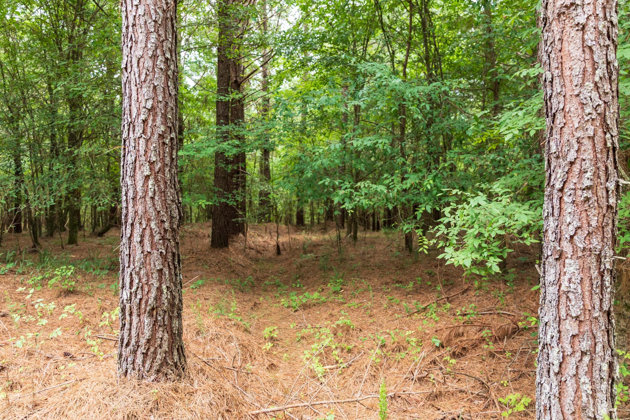 Whiskey Ridge Tract 53 photo 13
