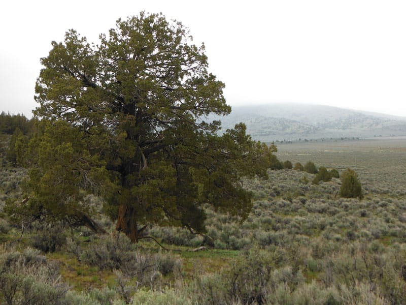 Moon Valley Ranch Tract 736 photo 5