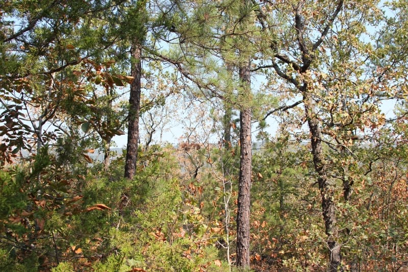 Lake View Ranch Tract 30 photo 2