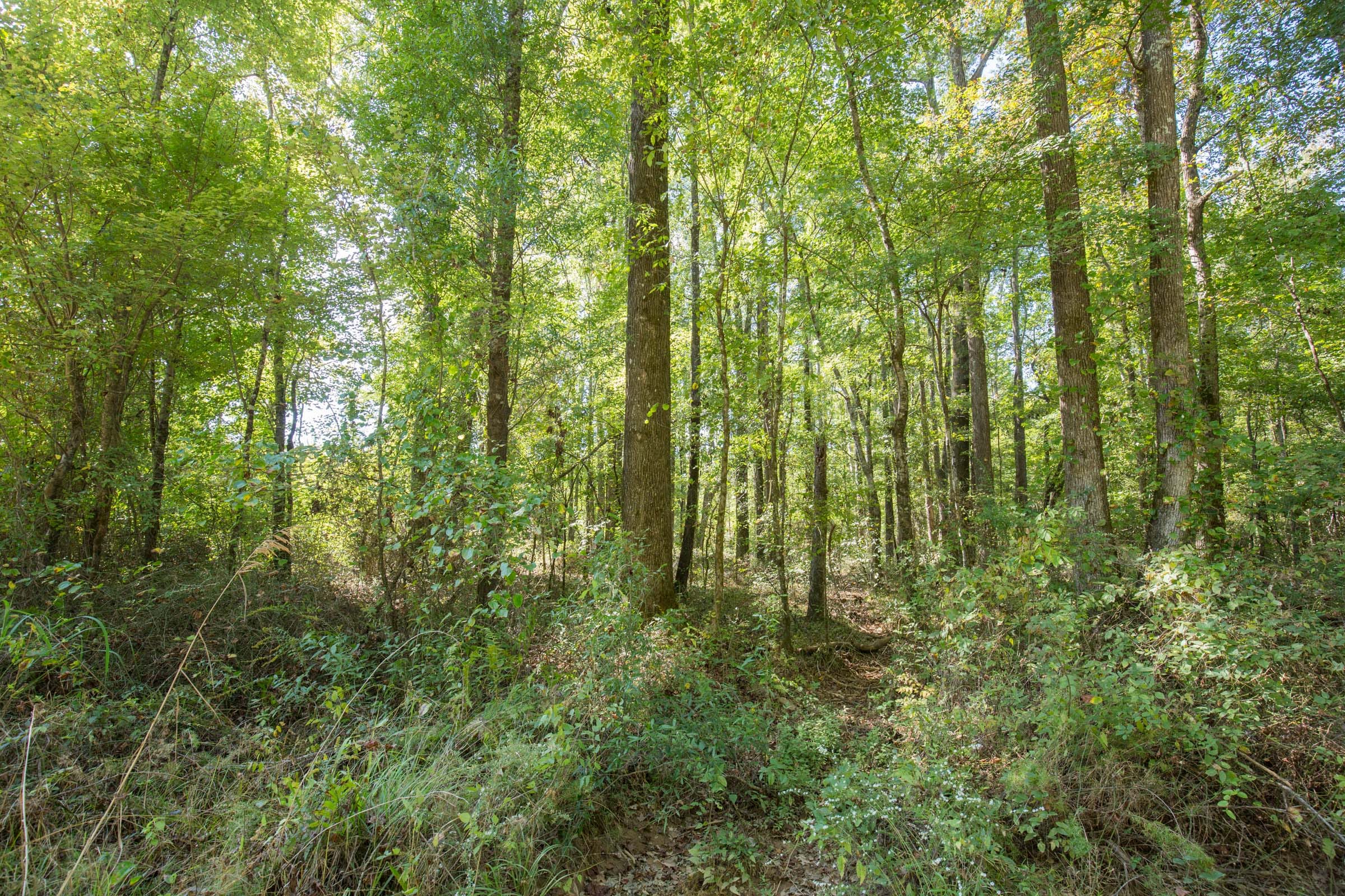 Brentwood Tract 10 photo 2